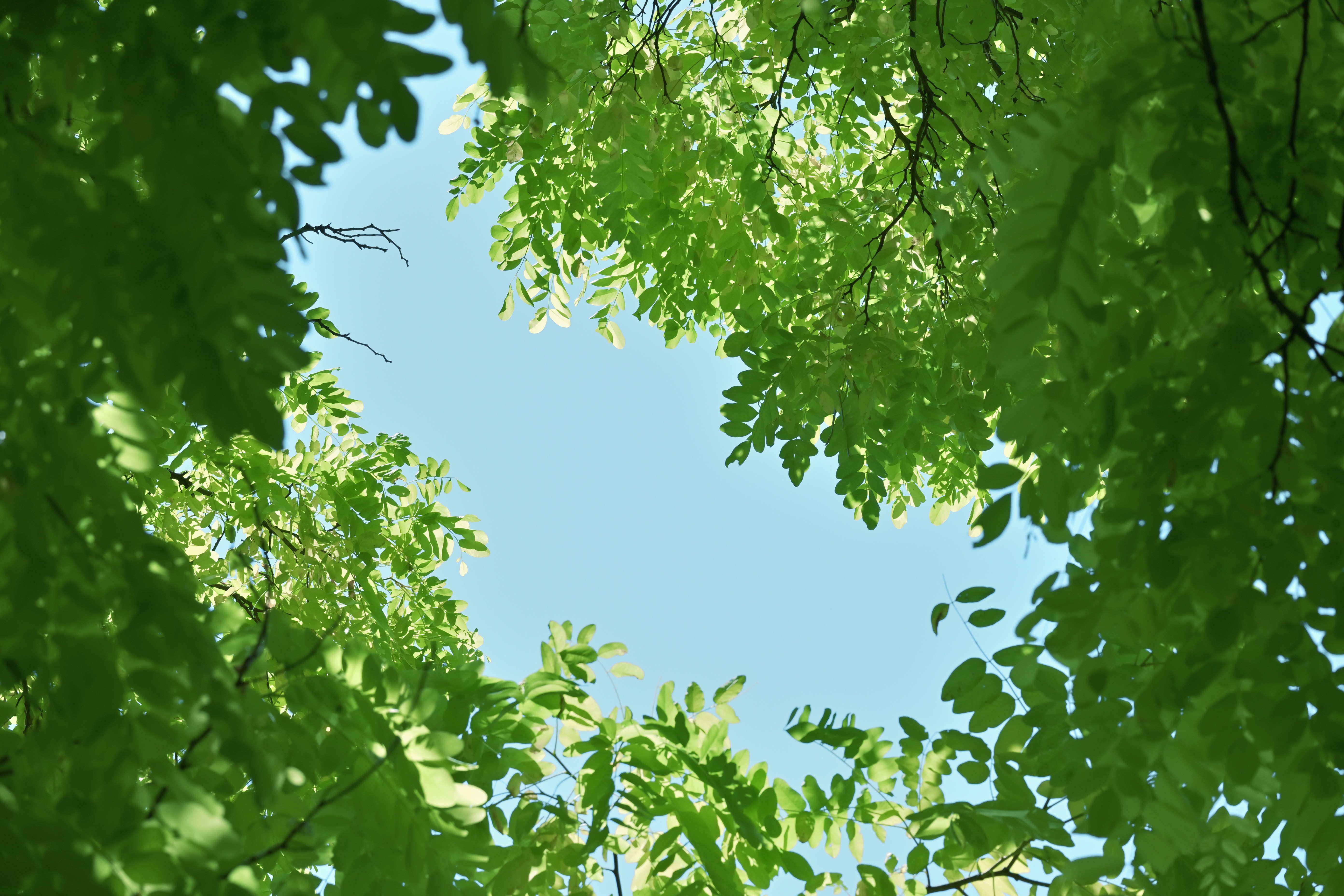 Photo by fleeting_glow