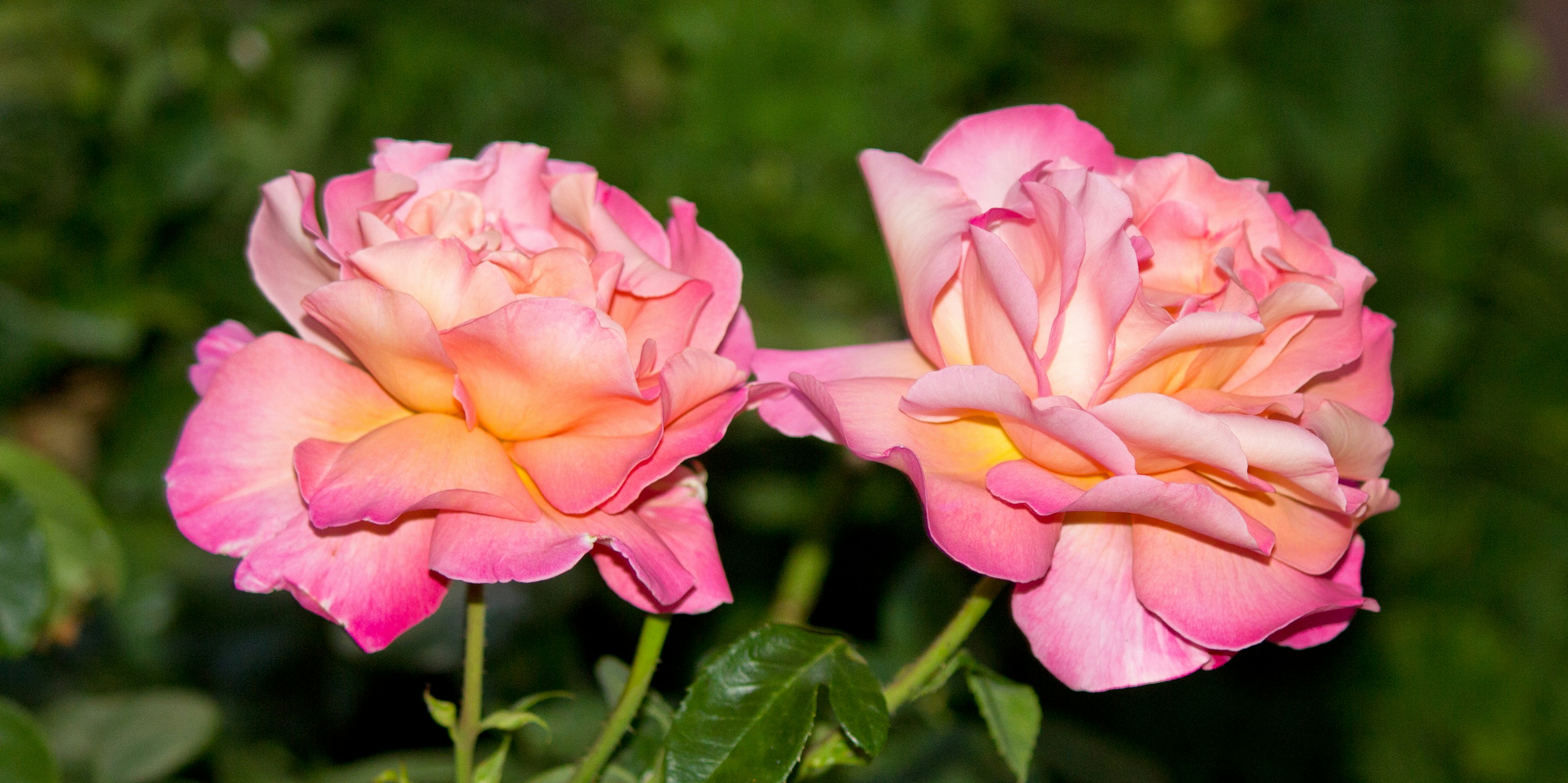 Photo by imwilliamwilliams