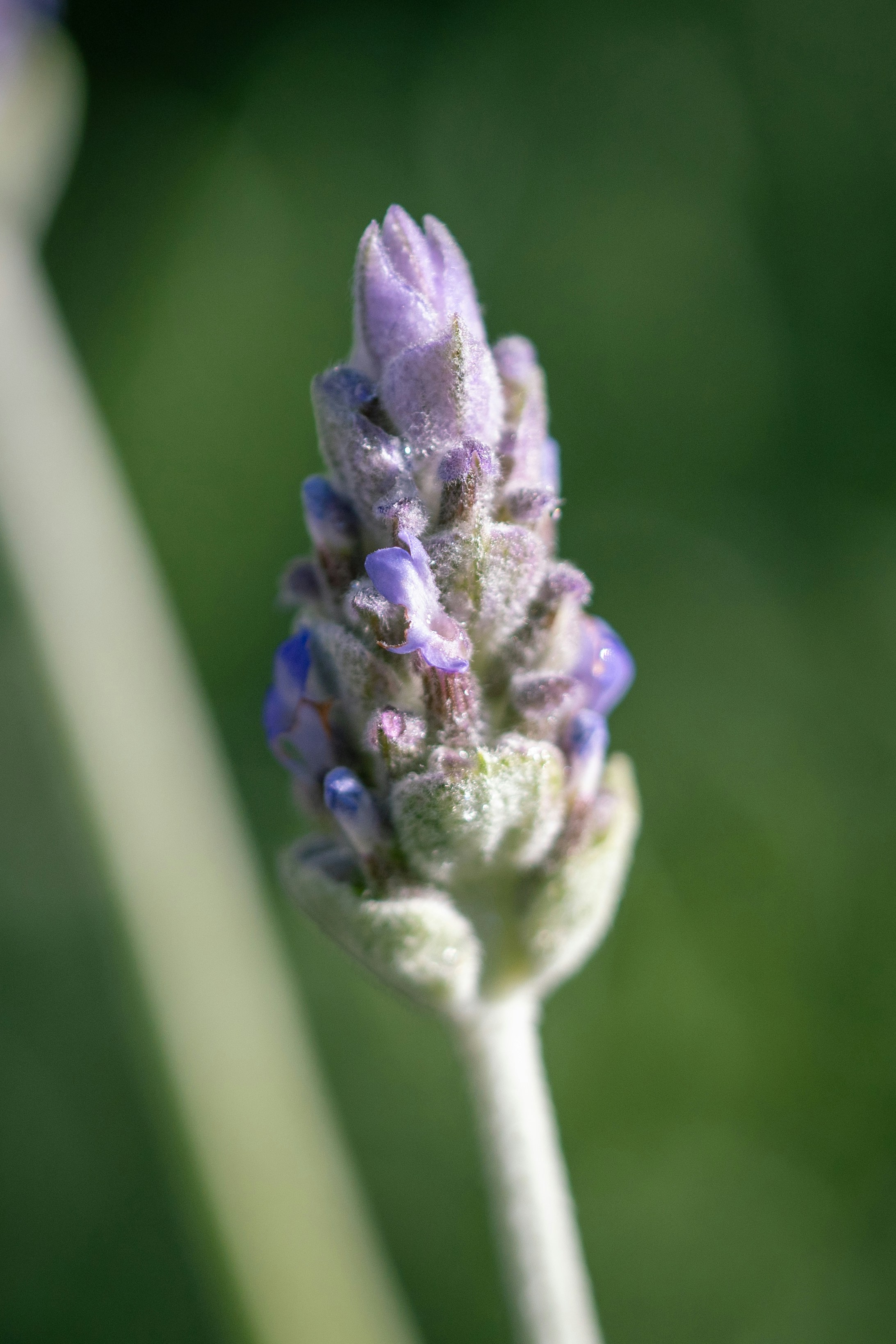 A lavender bud is starting to bloom.