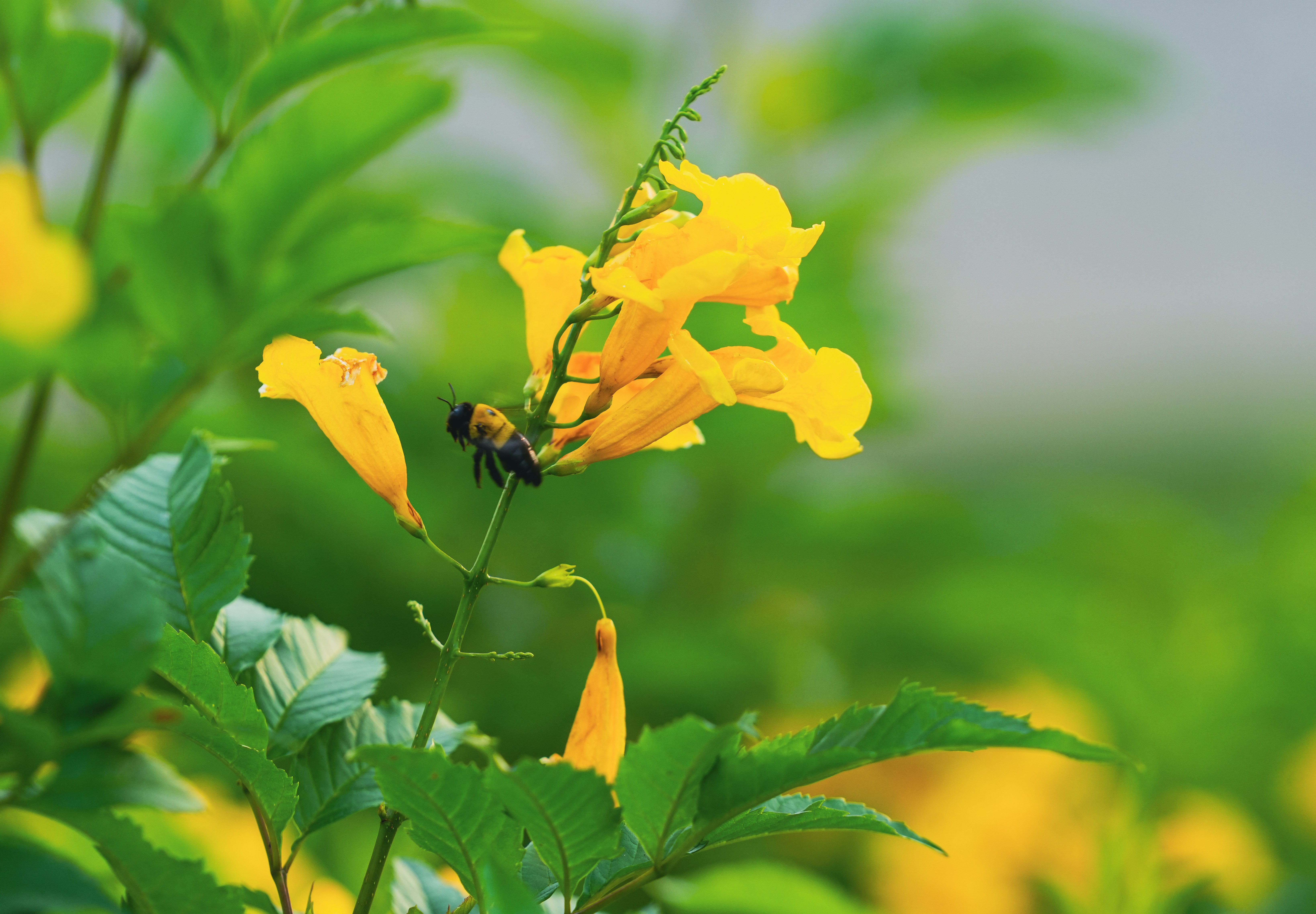 A bee pollinates a bright yellow flower.