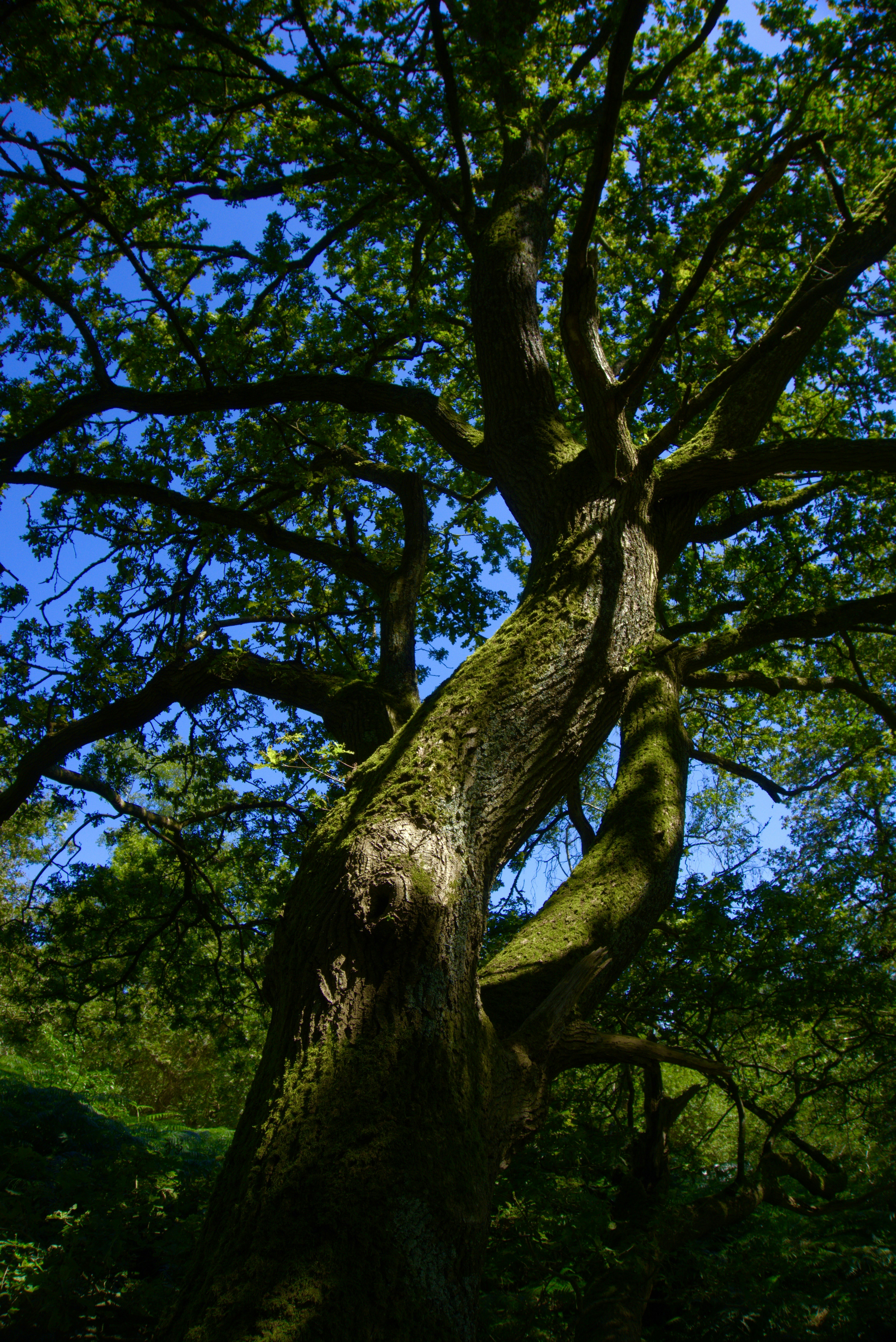 Photo by greywoolfproductions