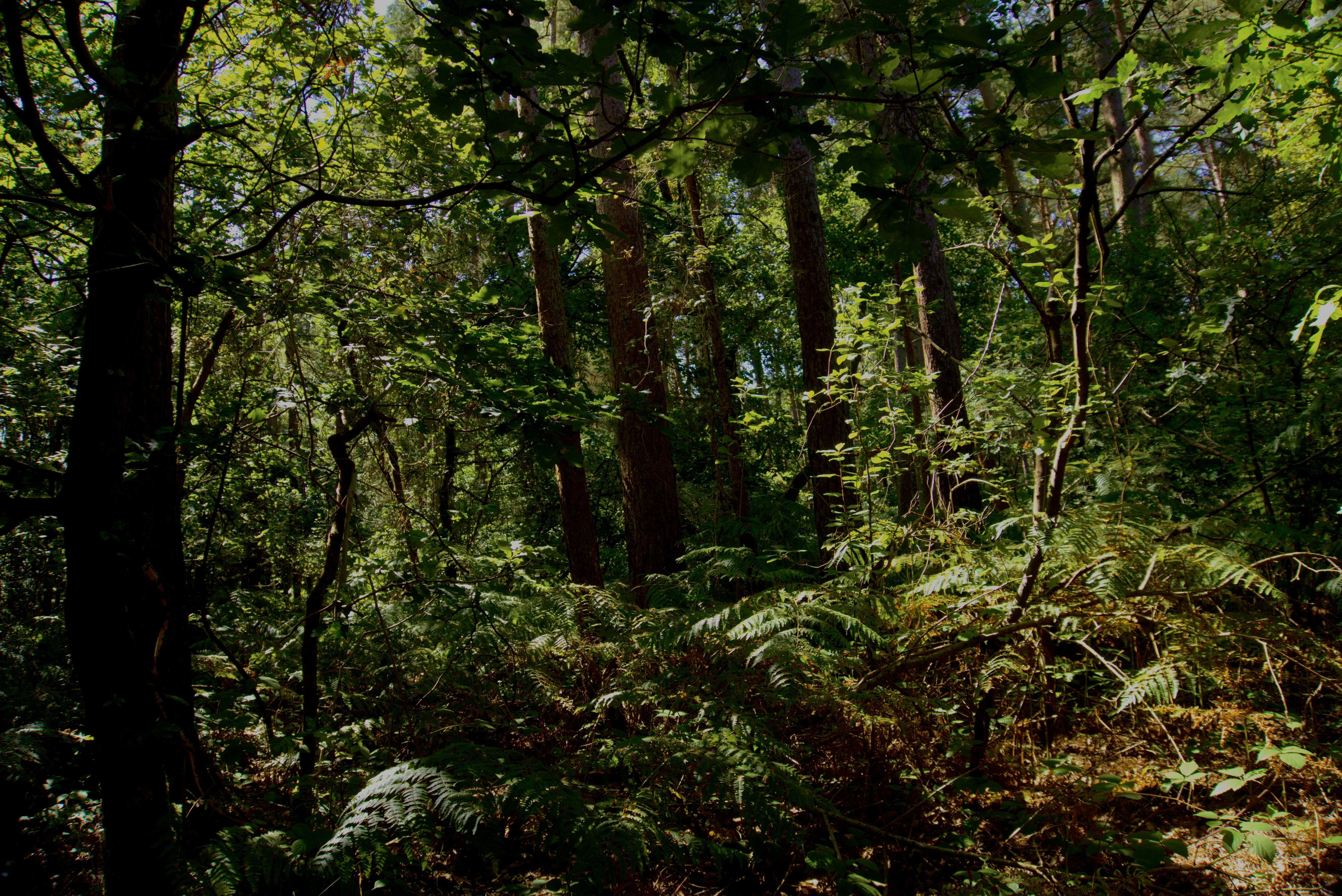 Photo by greywoolfproductions