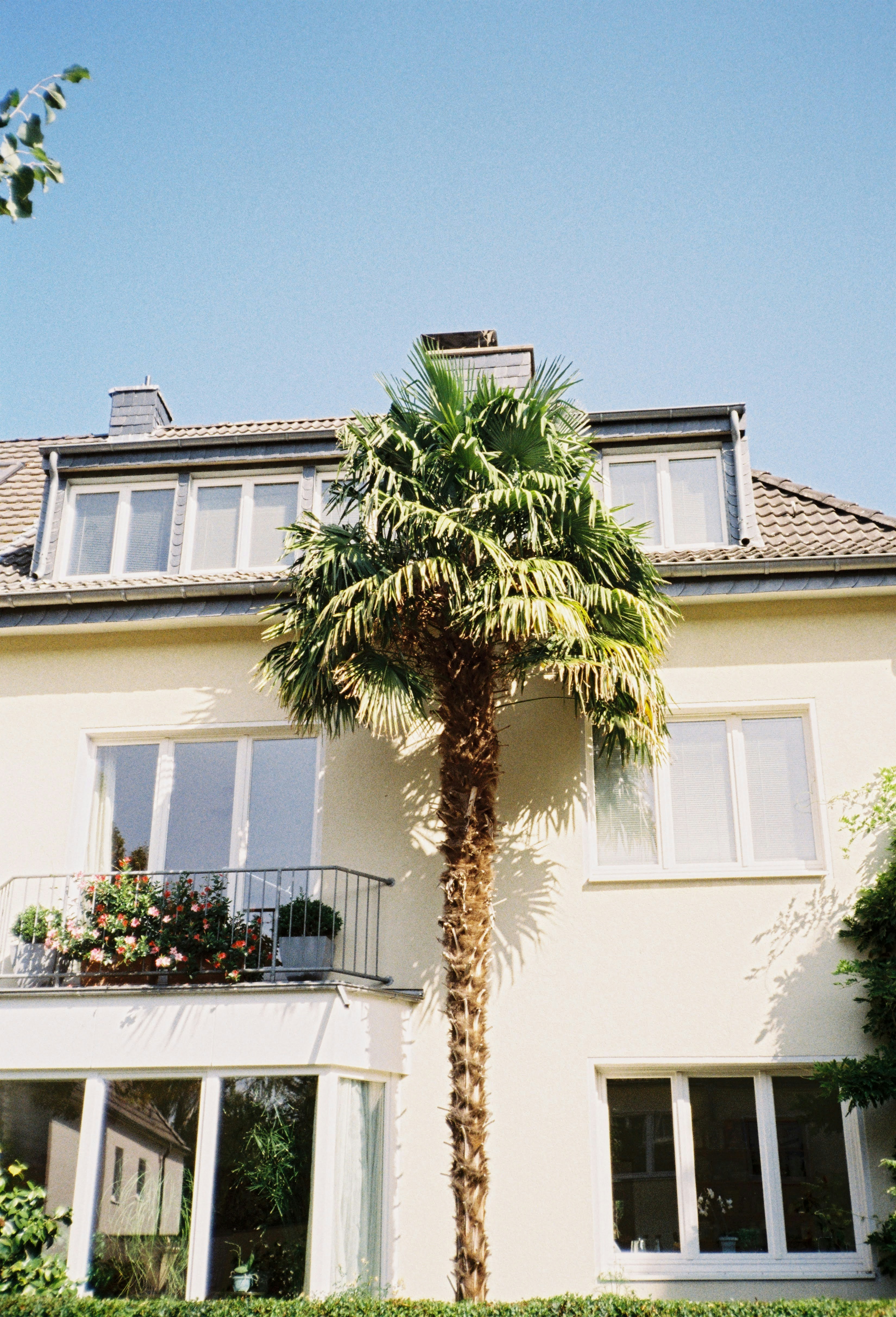 A palm tree stands tall in front of a house