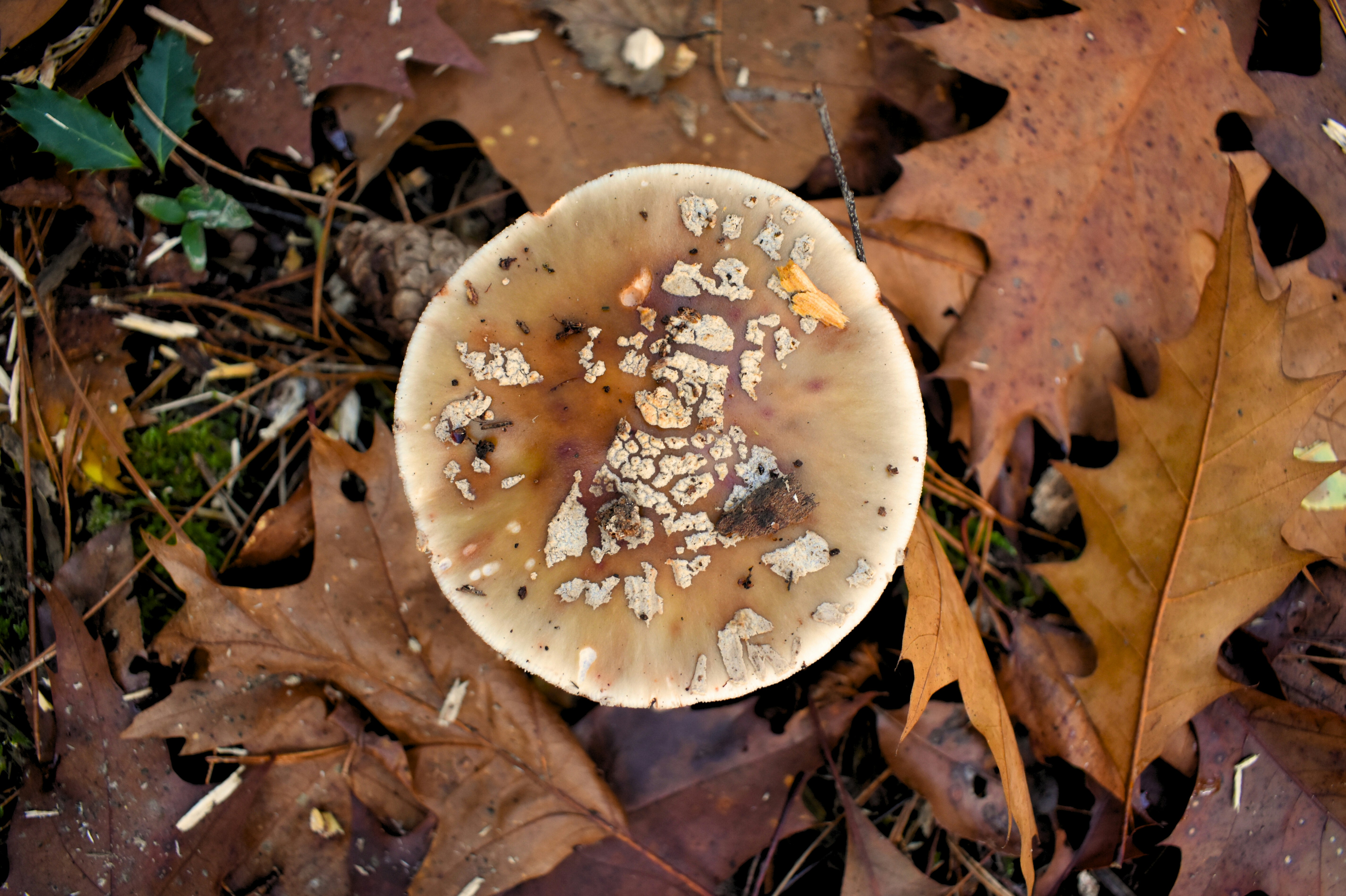El hongo se encuentra entre las hojas caídas en la naturaleza.