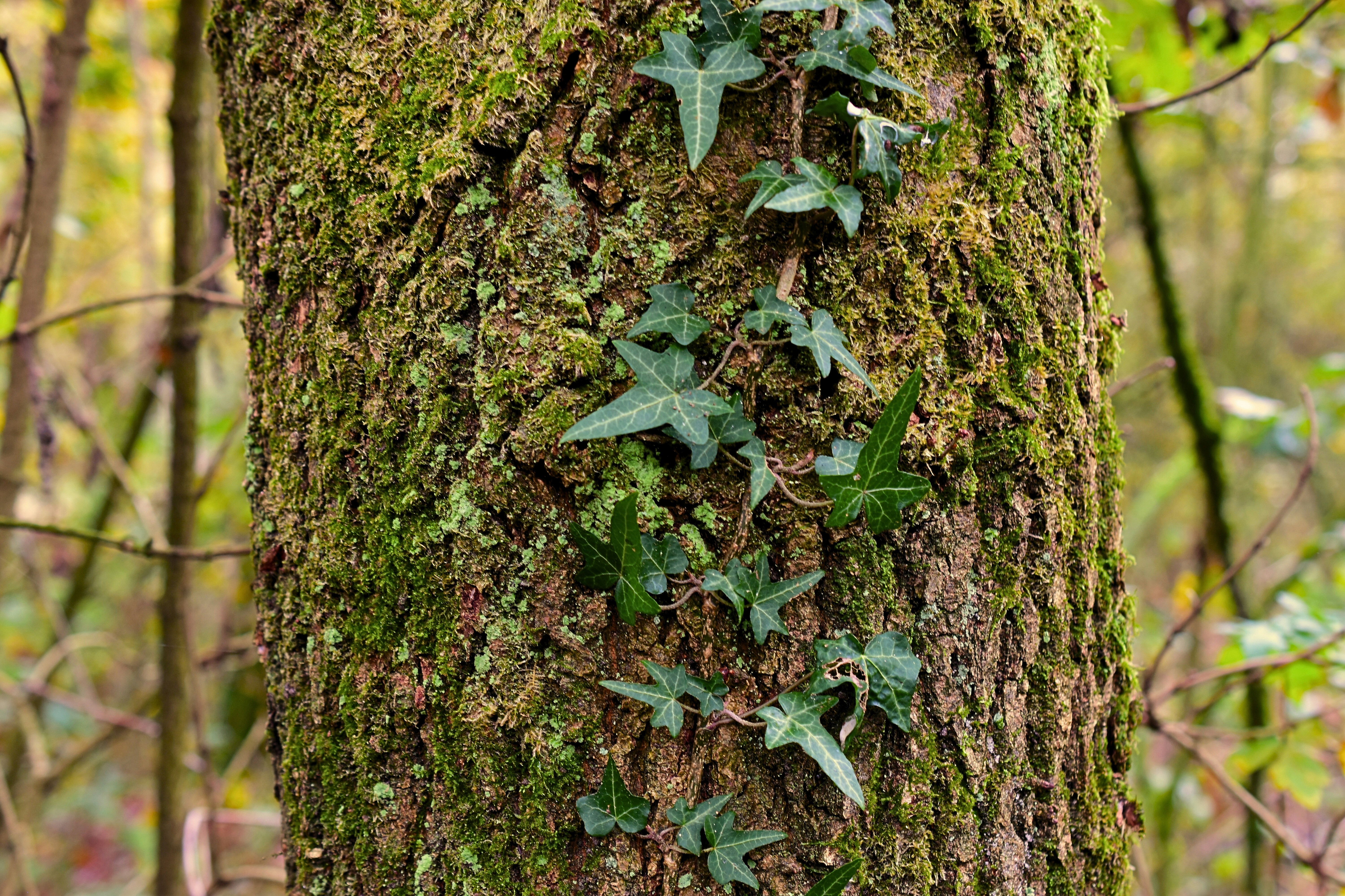 Photo by bo_schoonejans_photography