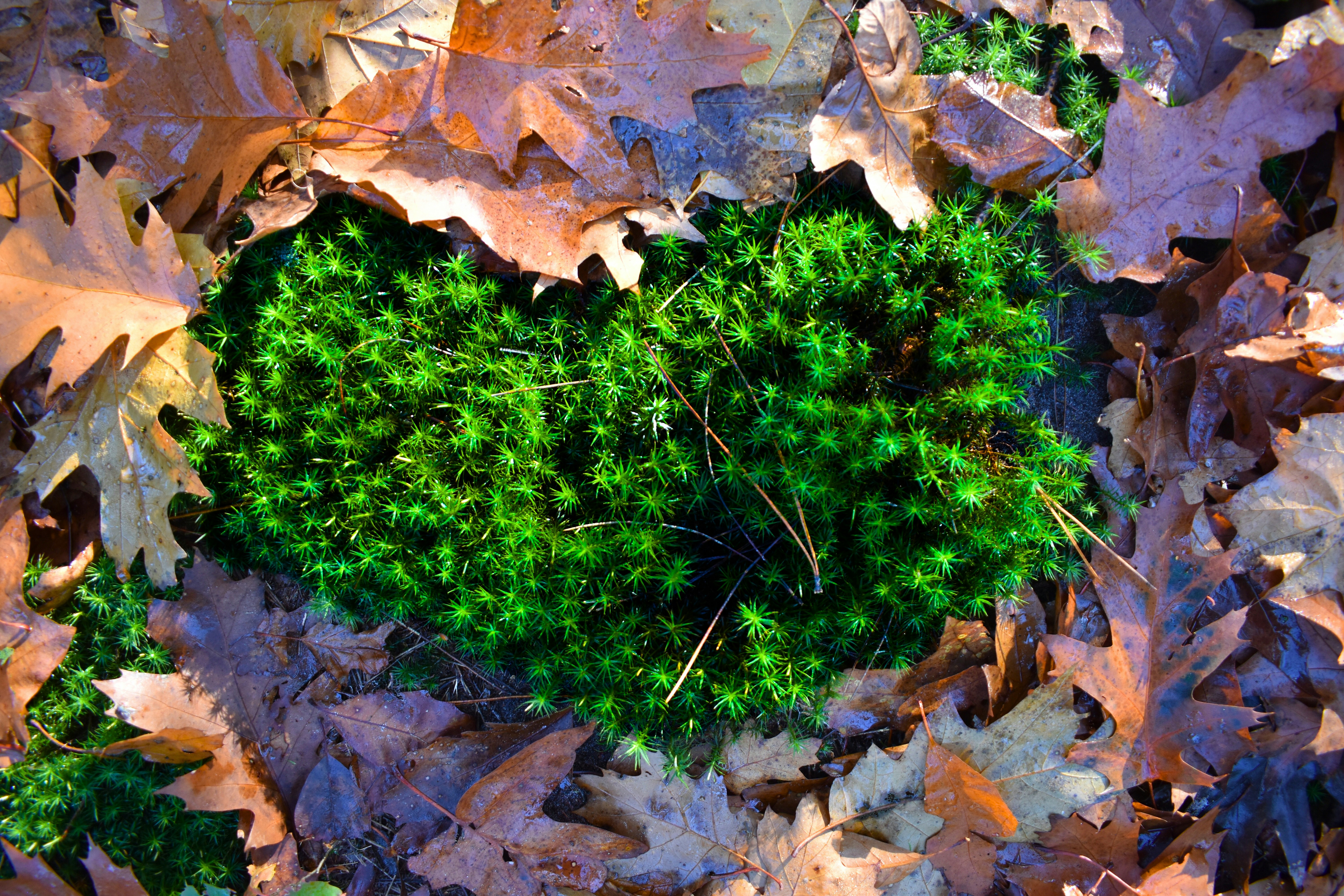 Musgo verde rodeado de hojas otoñales.
