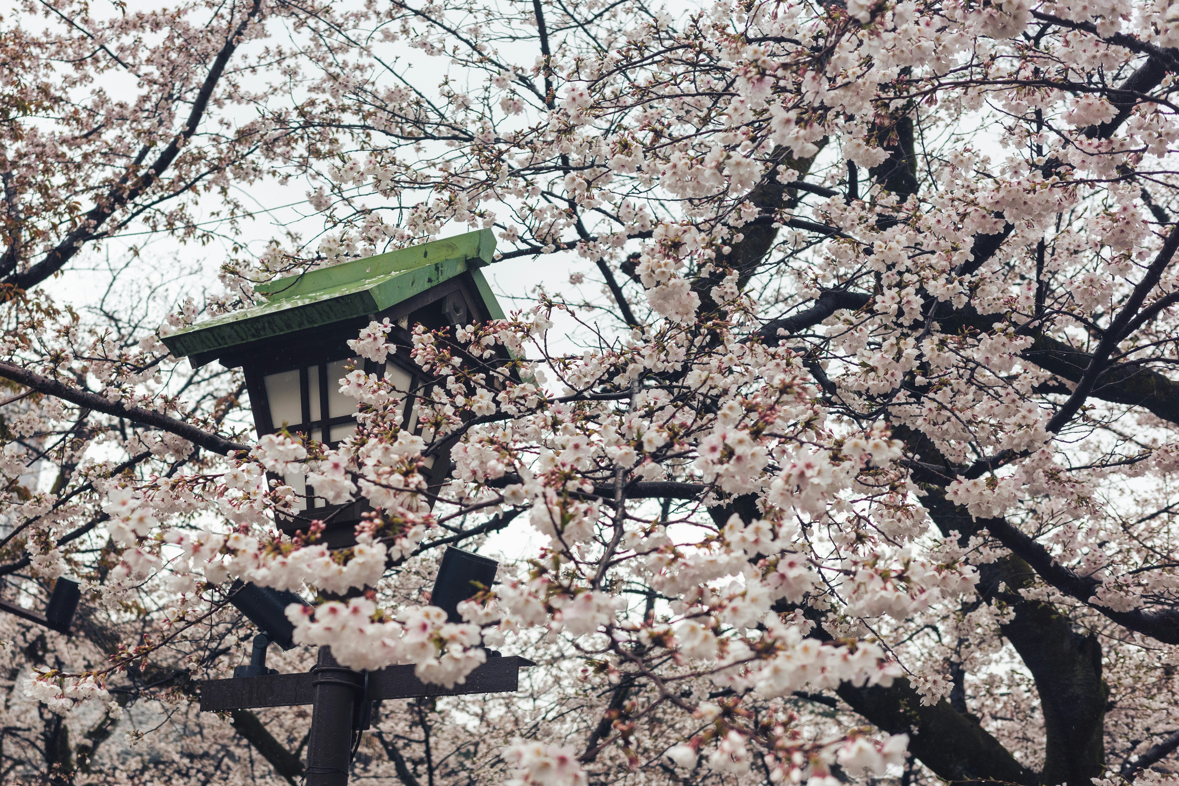 Cherry blossoms surround a traditional japanese lantern.