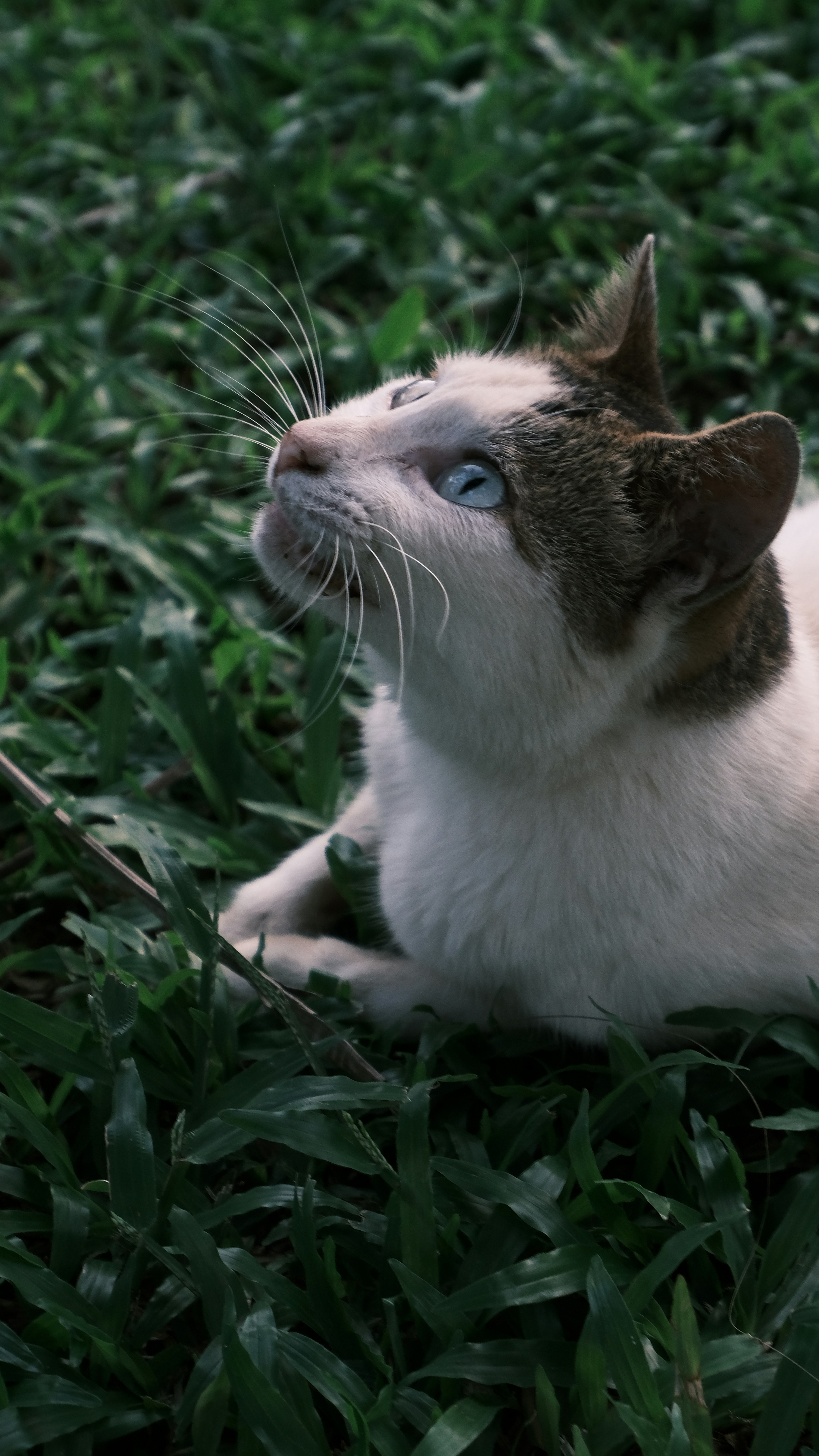 A cat with blue eyes gazes upward.
