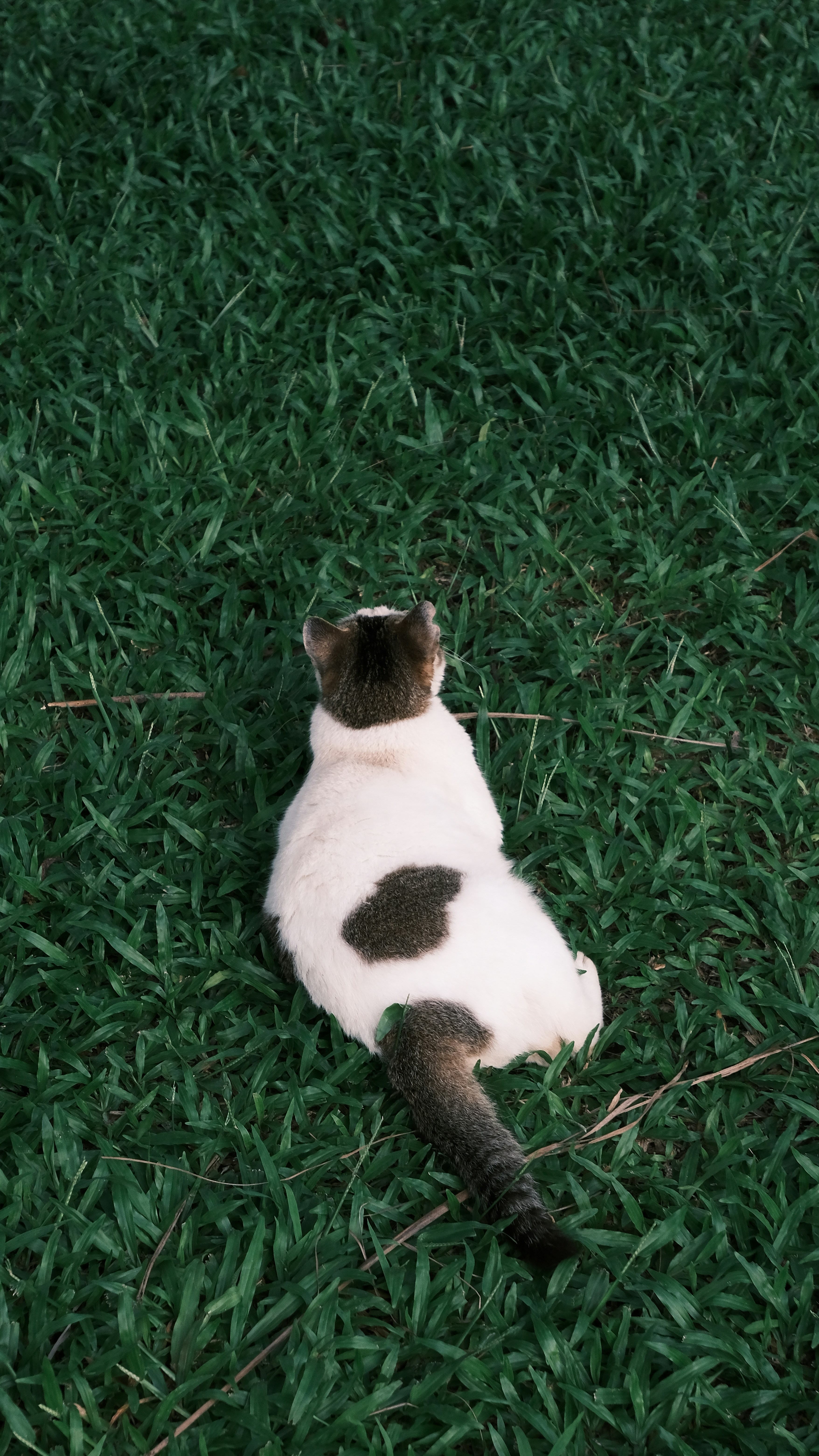 A cat sits in the grass.