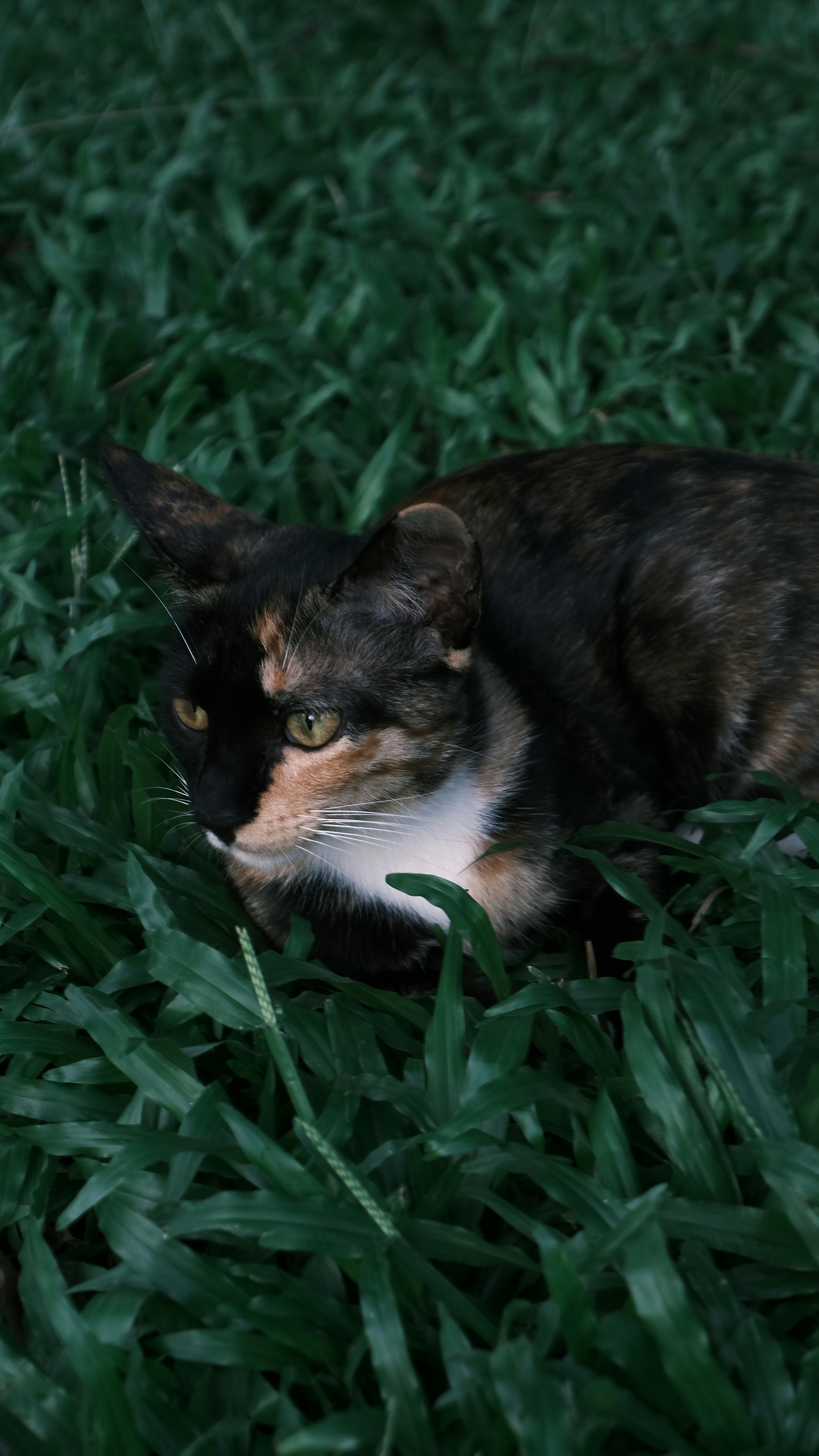 11 One of a Kind Tortoiseshell Cat Names for Special Cats