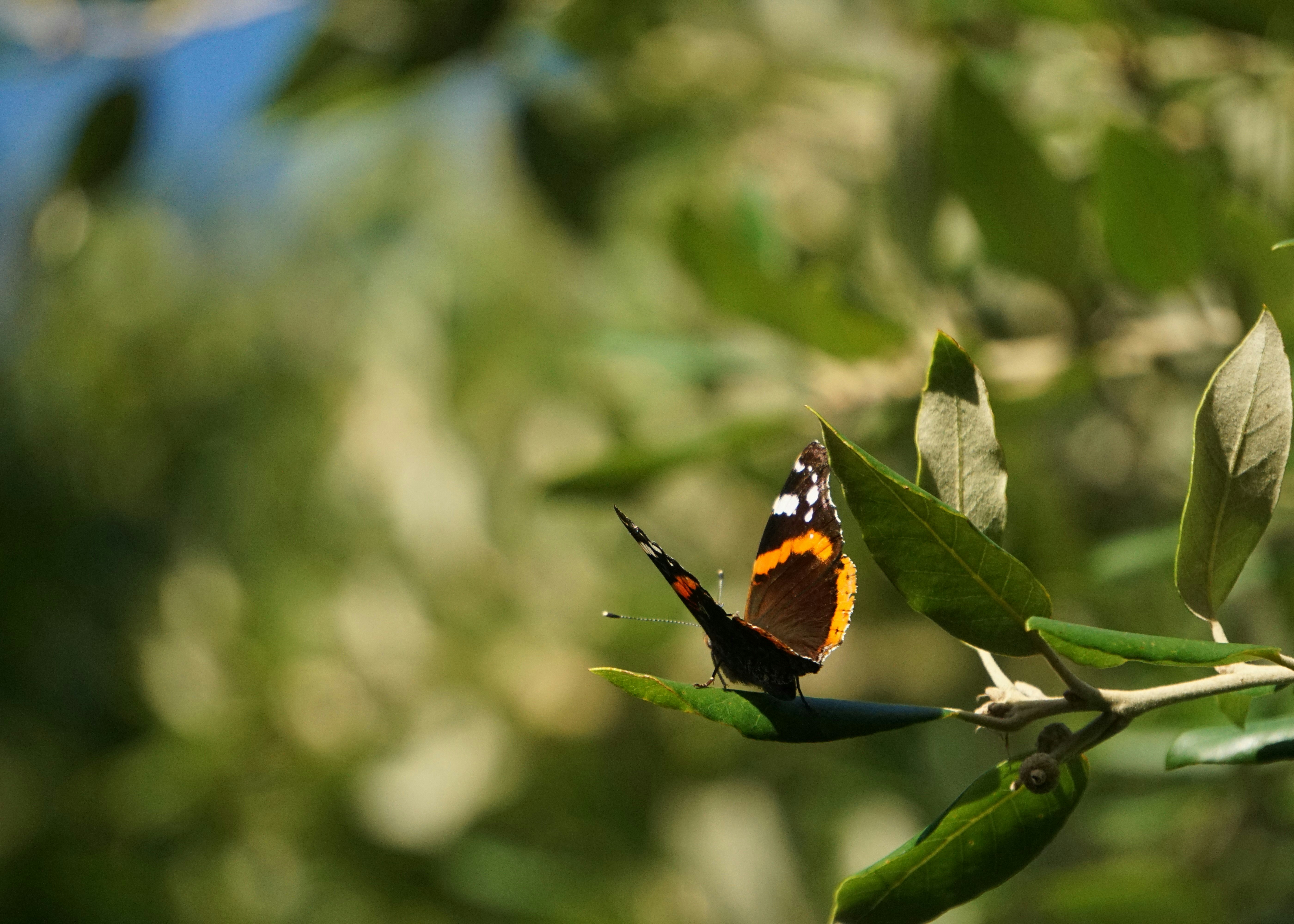Uma borboleta empoleira-se em uma folha verde.