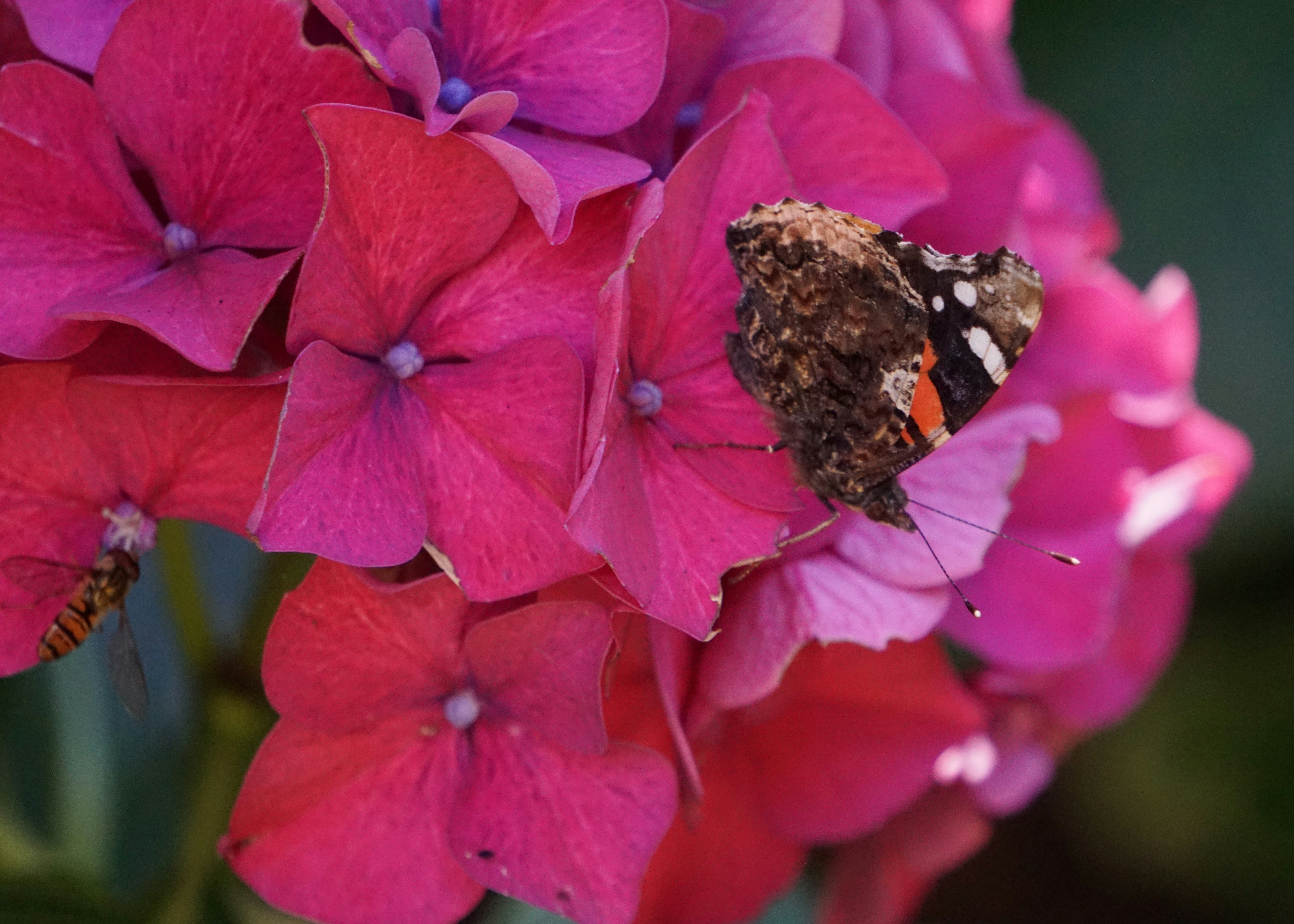 A butterfly rests on a pink hydrangea flower.