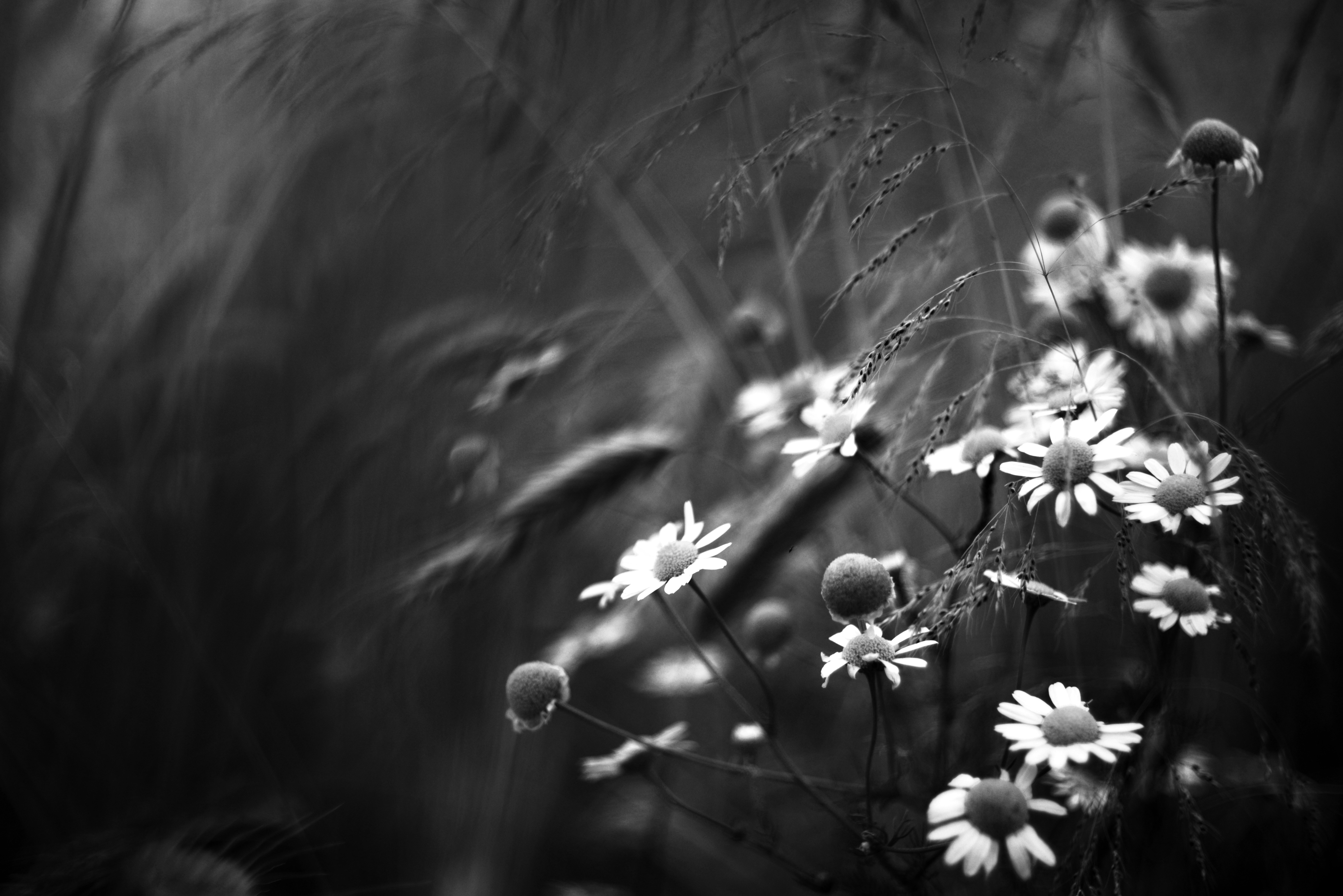 Photo by cherstve_pechivo