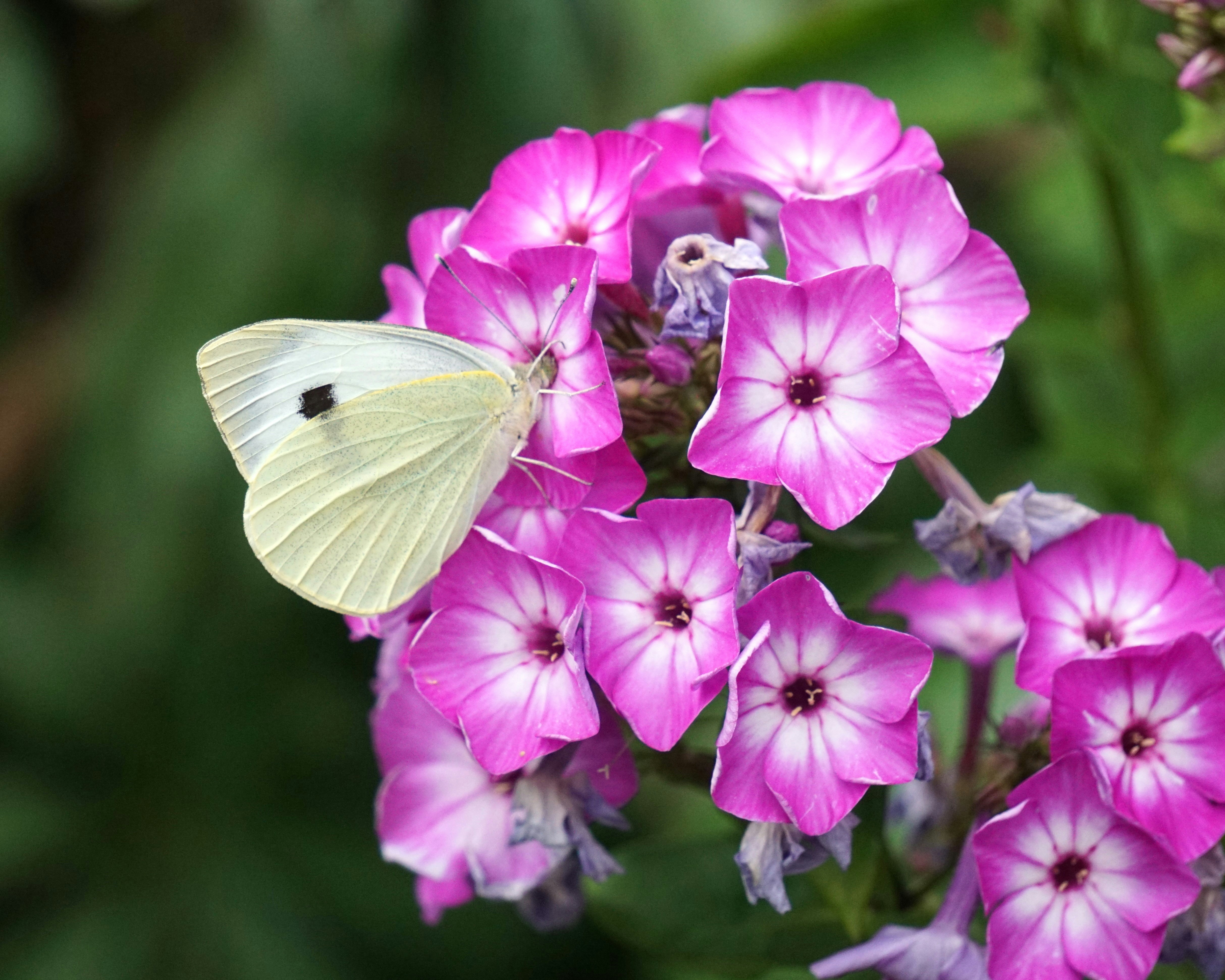 A butterfly rests on pink flowers.