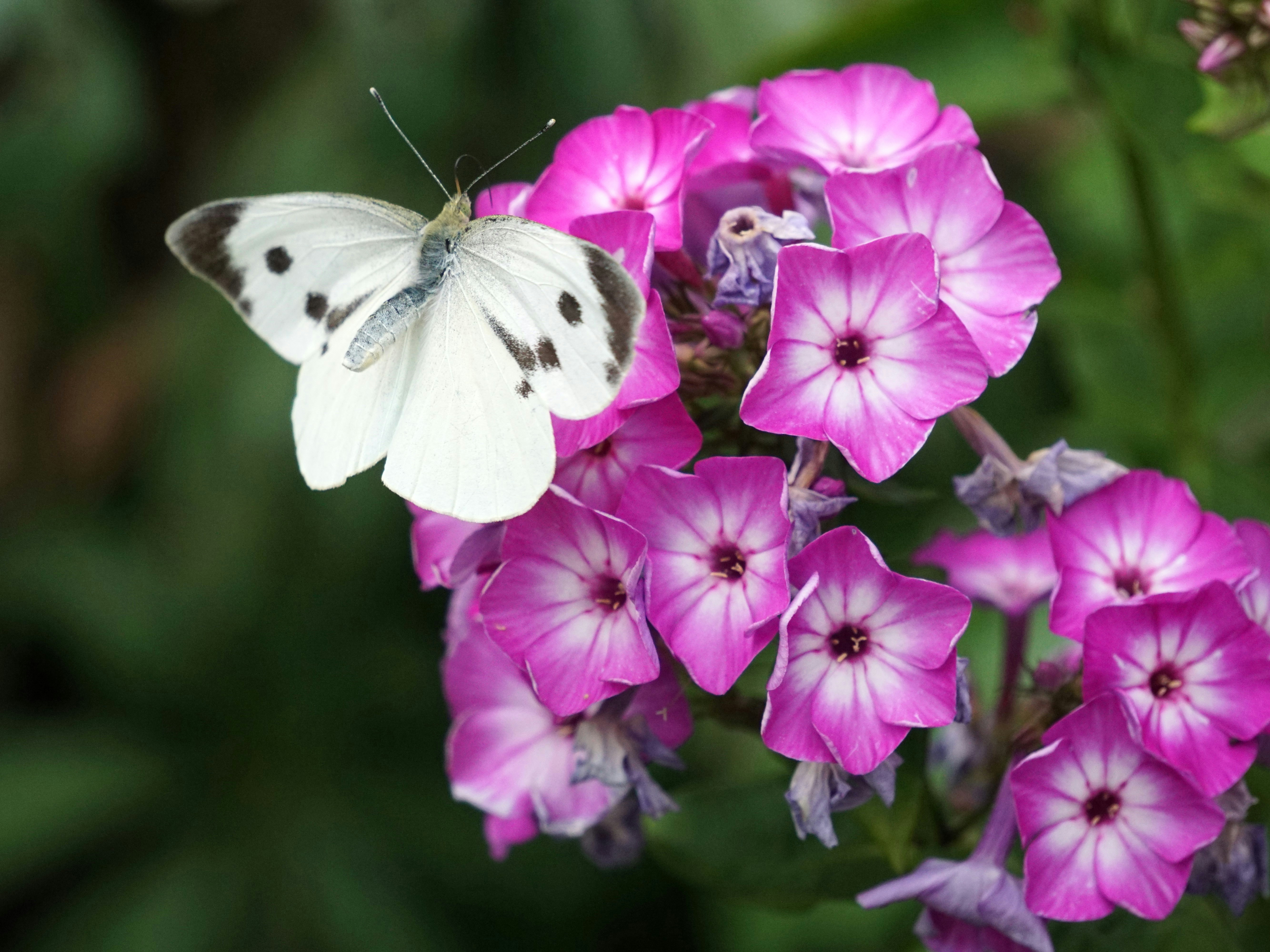 A butterfly rests on vibrant, pink flowers.