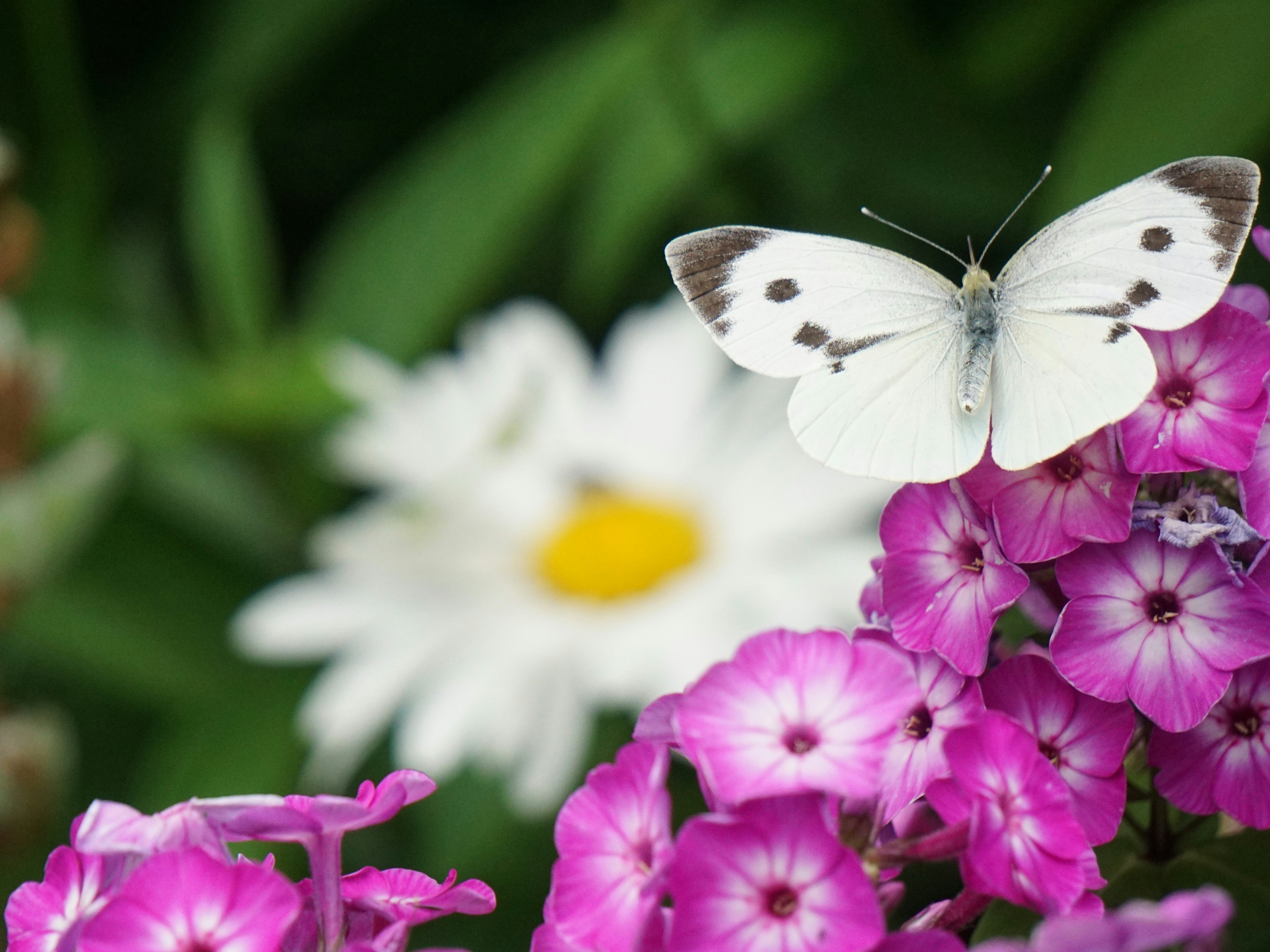 A white butterfly rests on pink flowers.