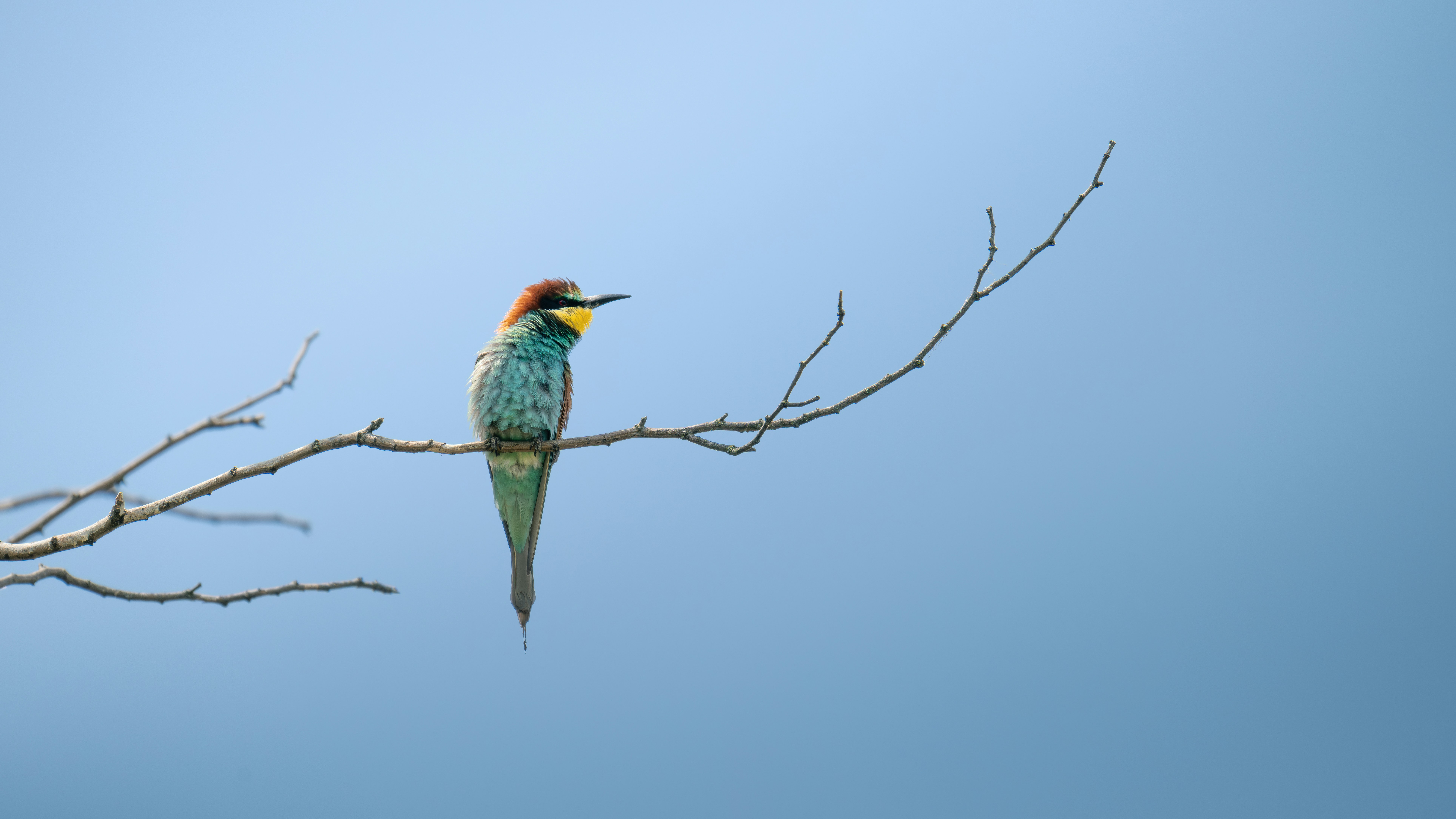 Un colorido abejaruco se posa en una rama.