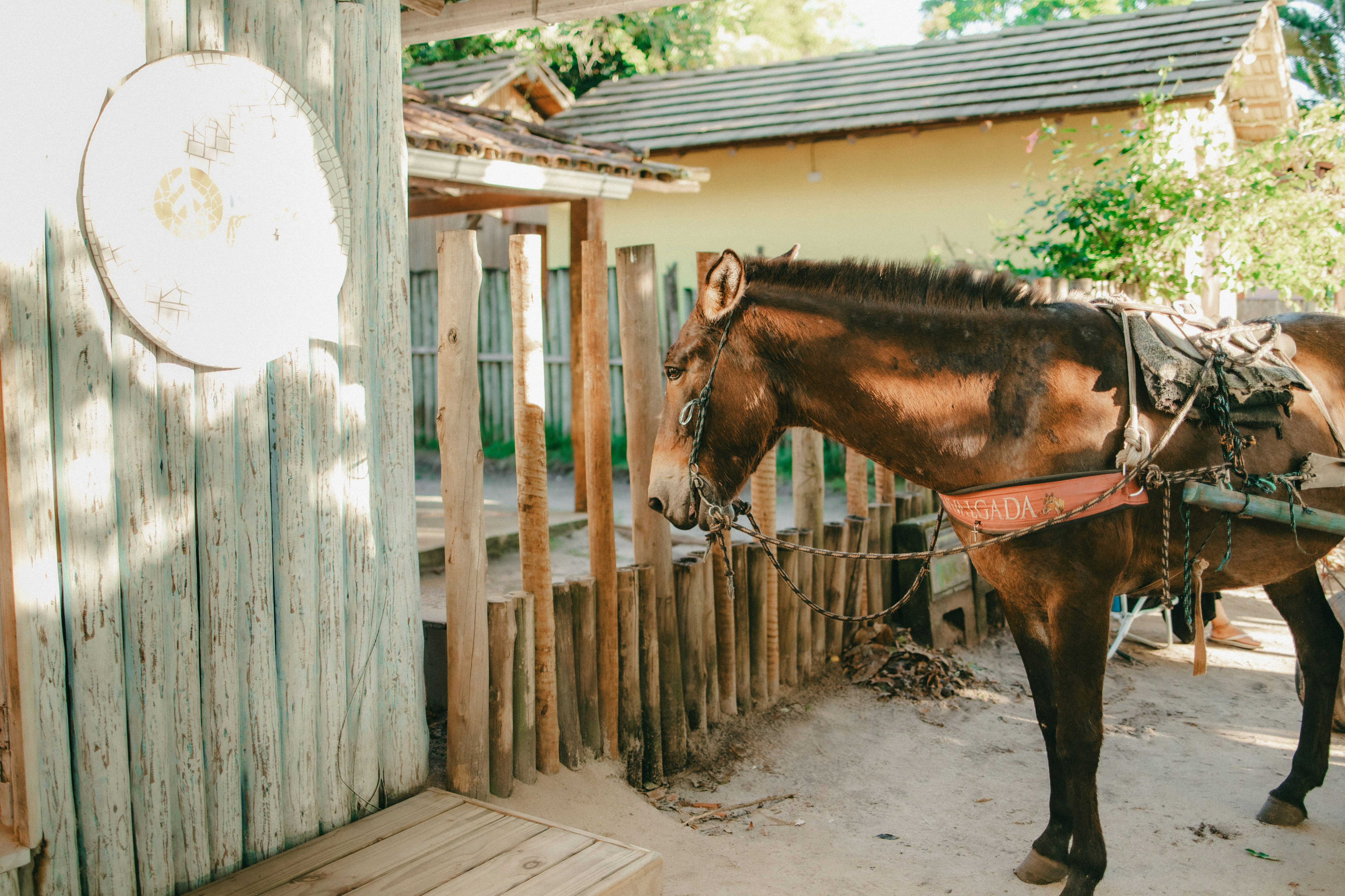A mule stands near a weathered wooden structure.