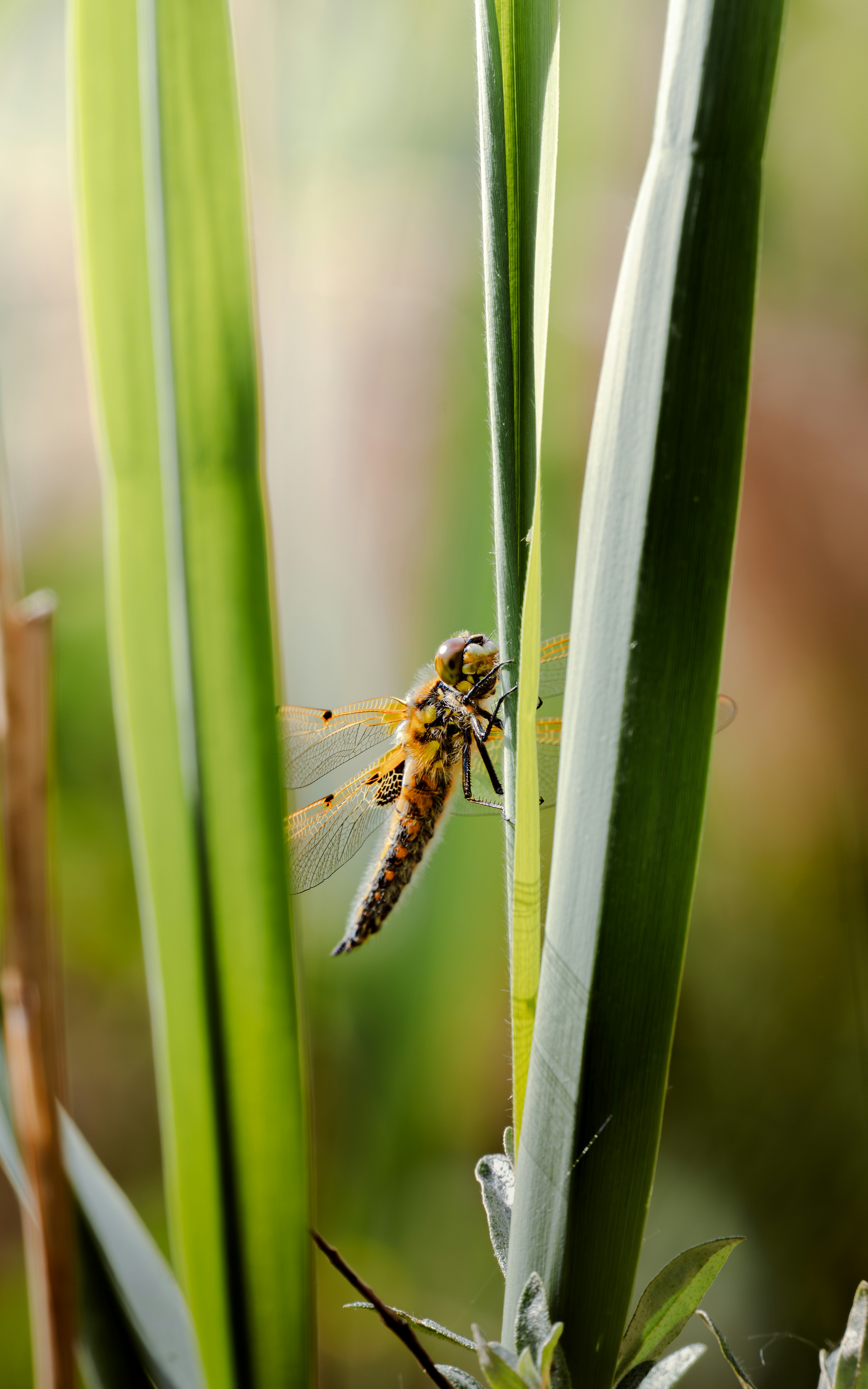 Photo by job_vermeulen