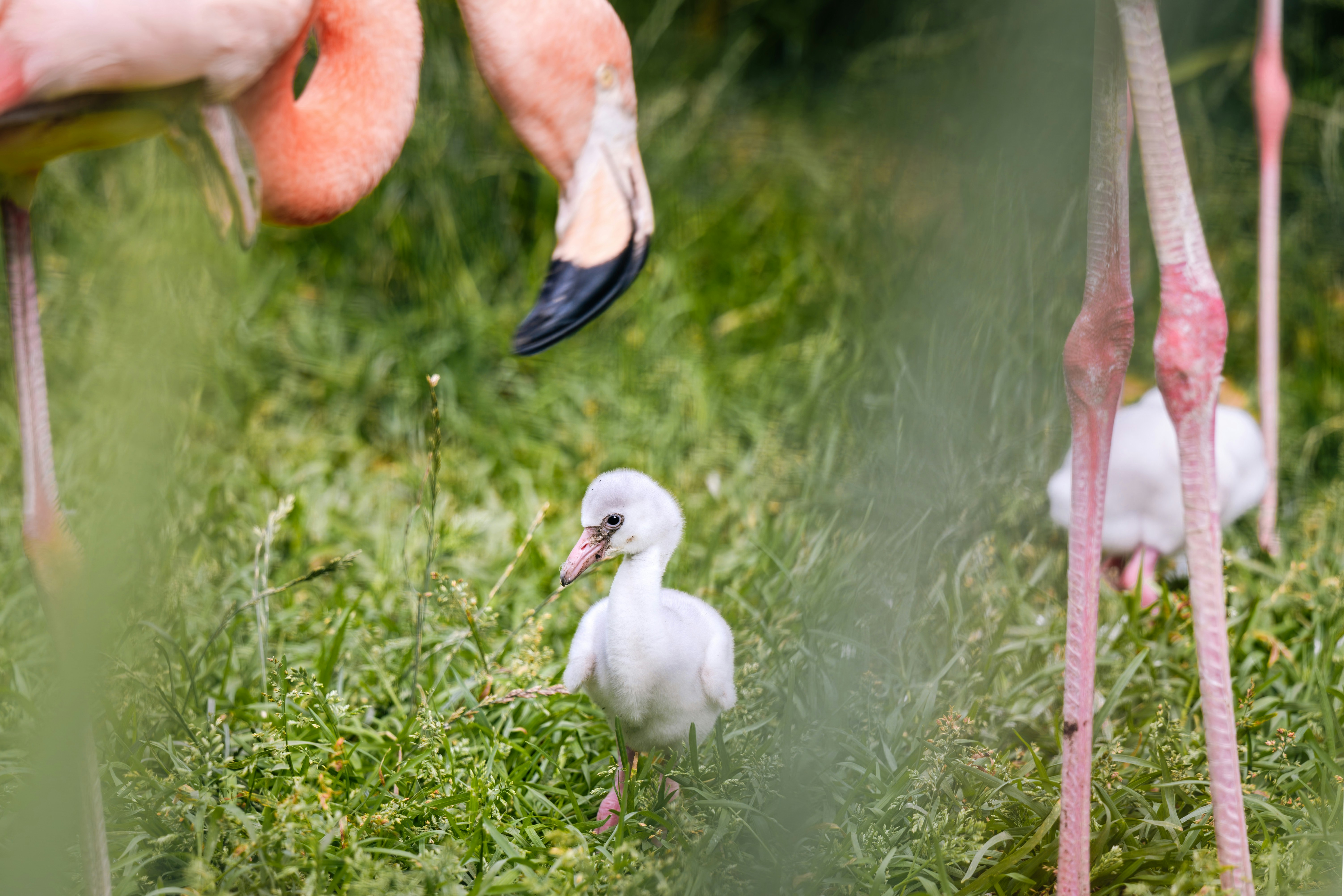 Un flamenco bebé camina cerca de un flamenco adulto.