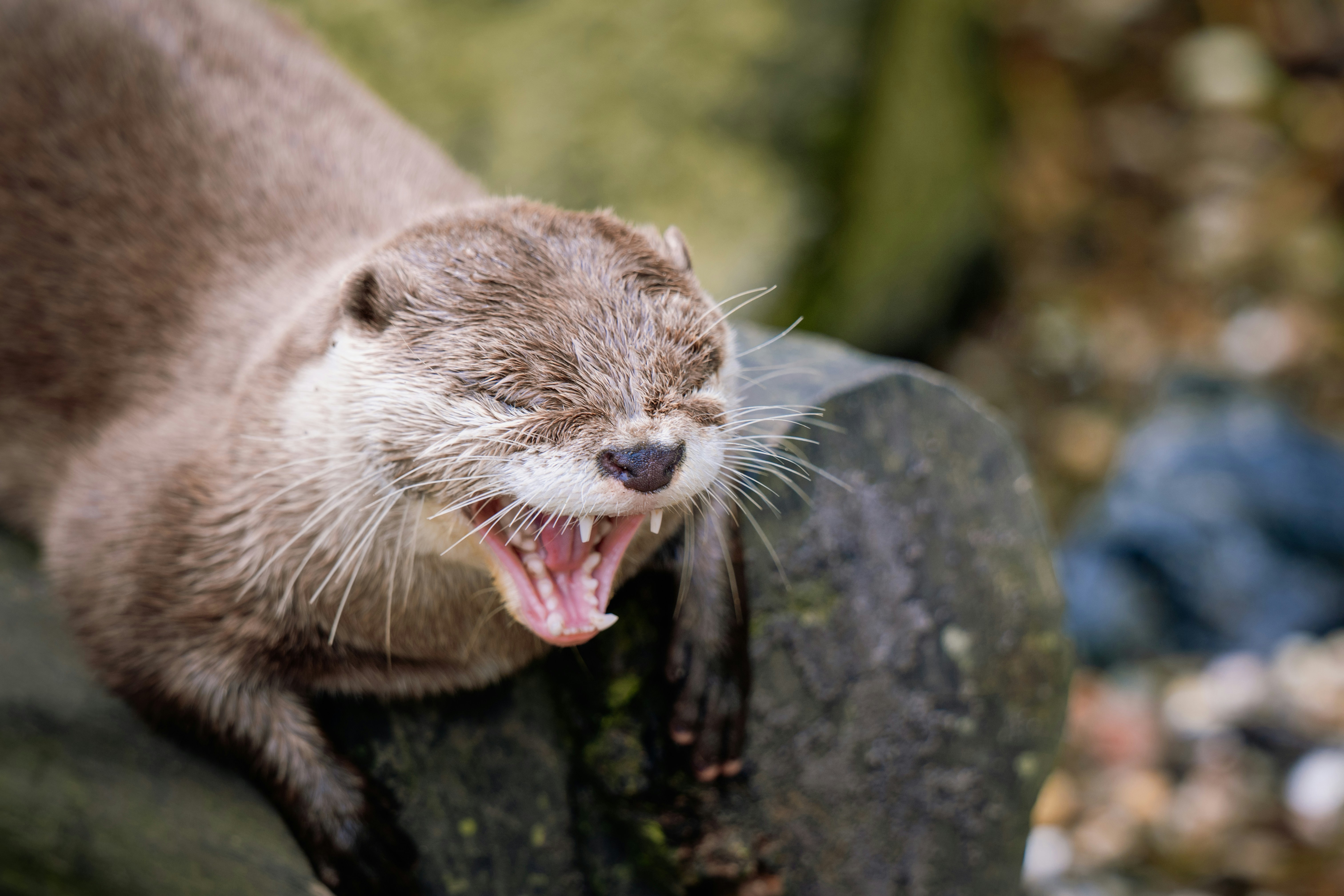 Photo by job_vermeulen