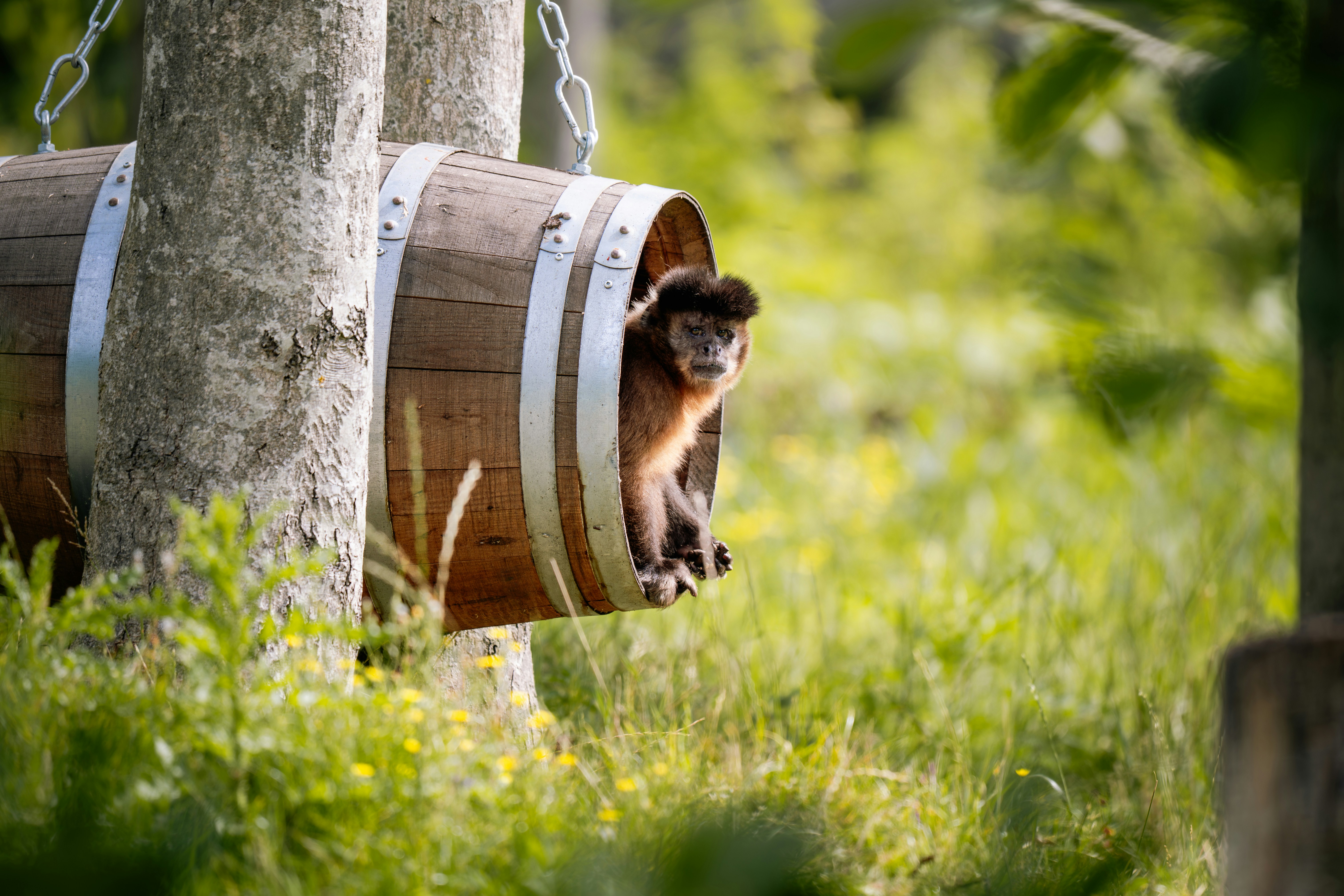 Monkey looks out from a barrel in a field.