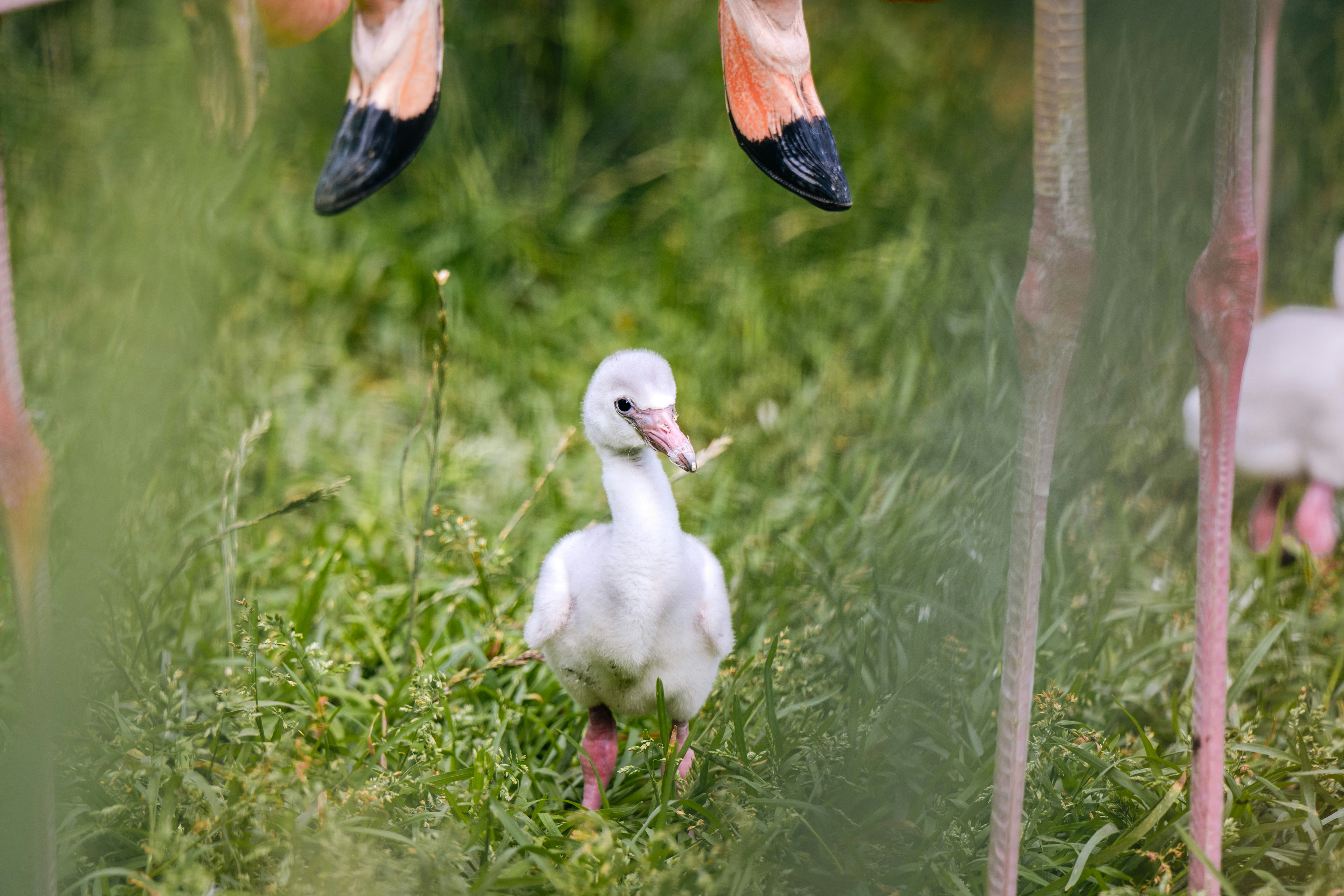 Un flamenco bebé se encuentra debajo de sus padres.