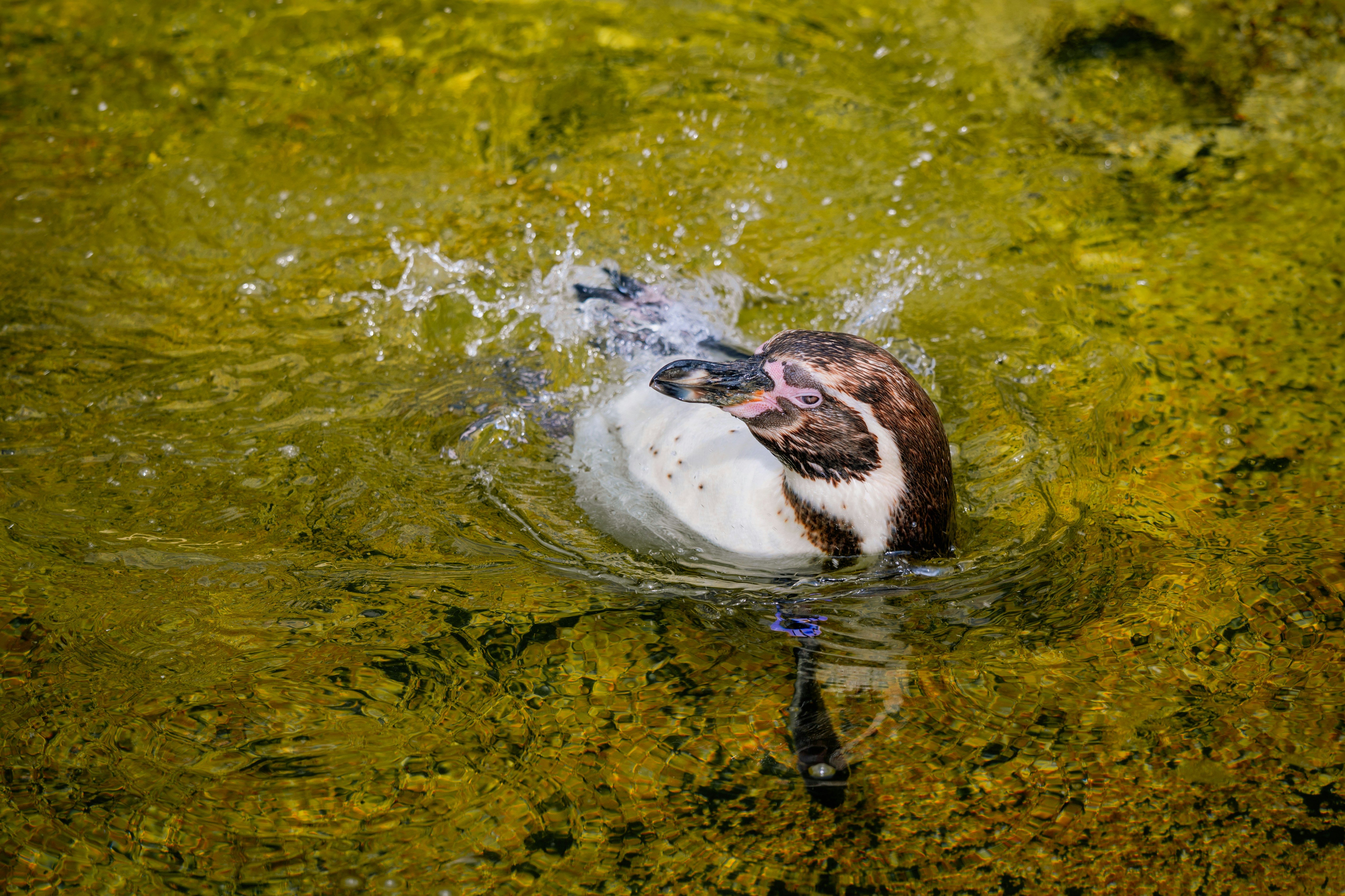 Un pingüino chapotea alegremente en el agua.