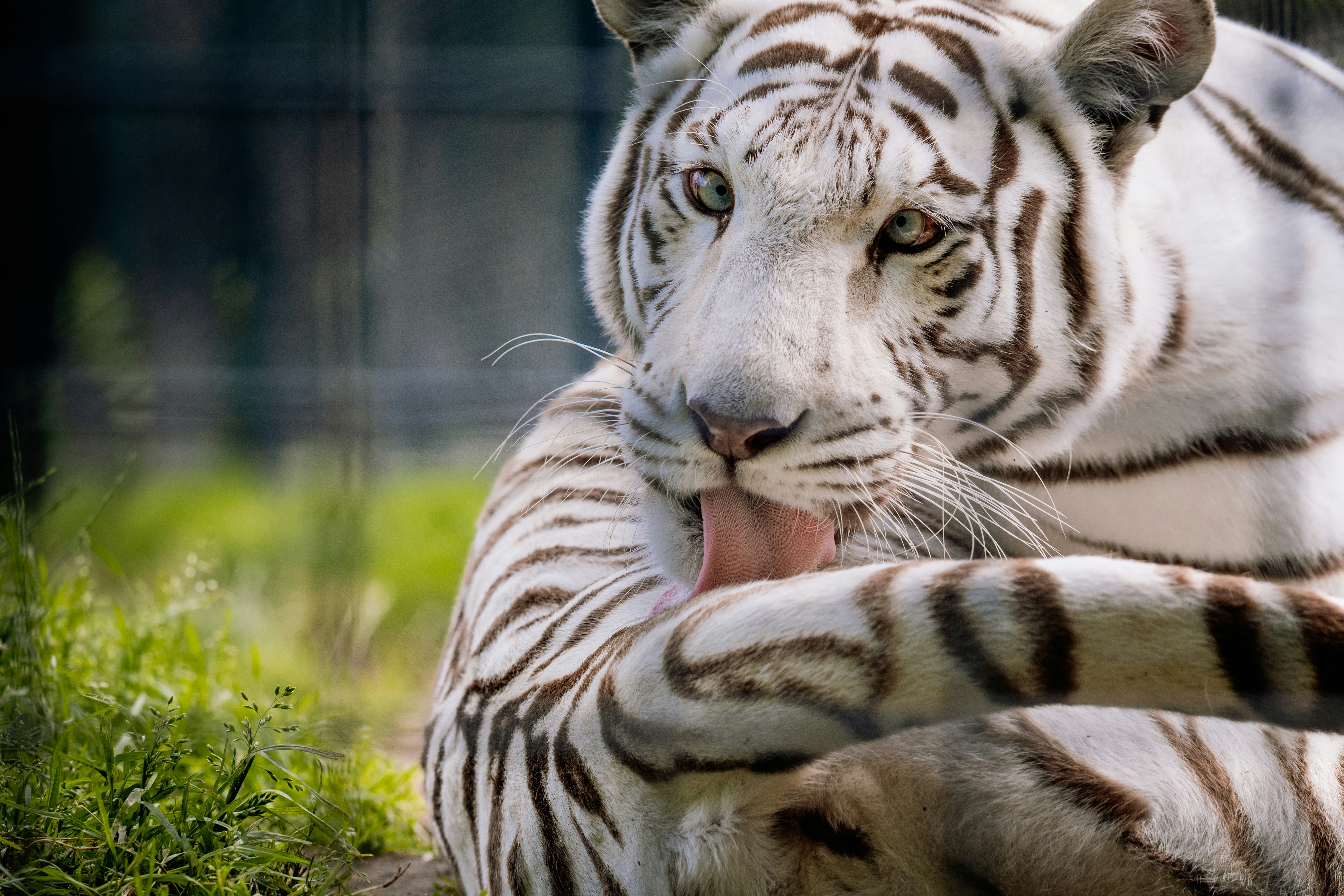 Un tigre blanco se está acicalando.
