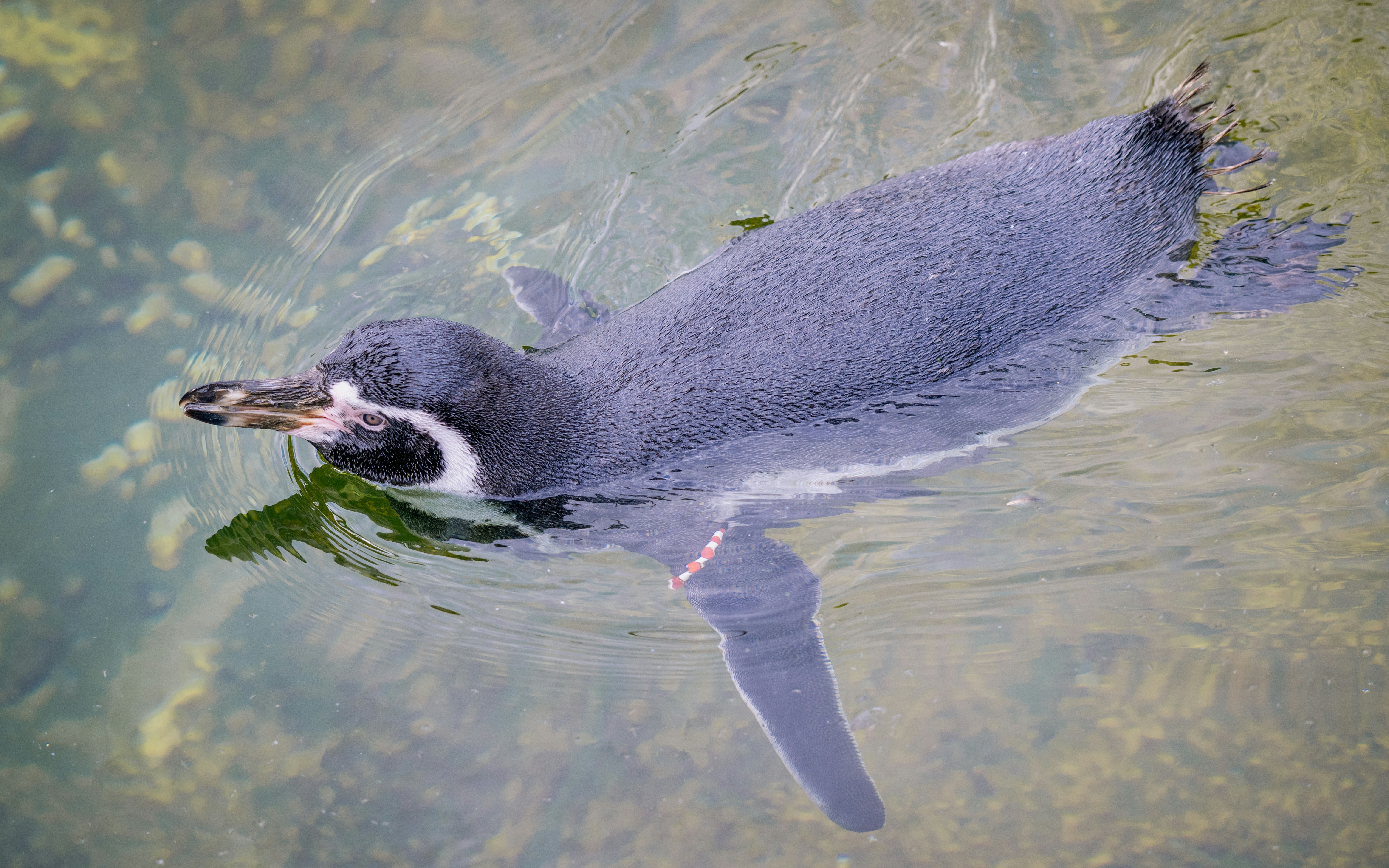 Photo by job_vermeulen