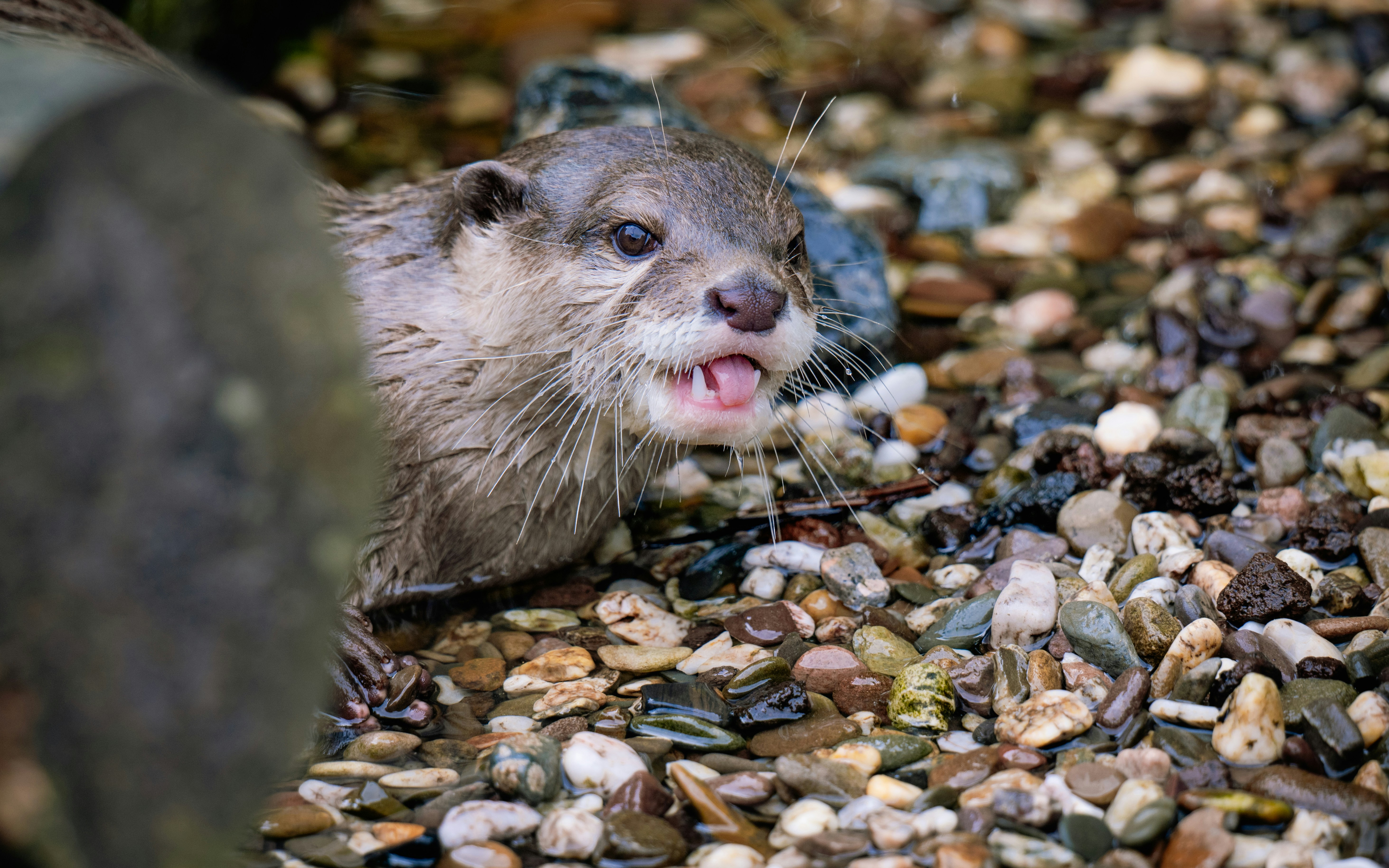 Photo by job_vermeulen