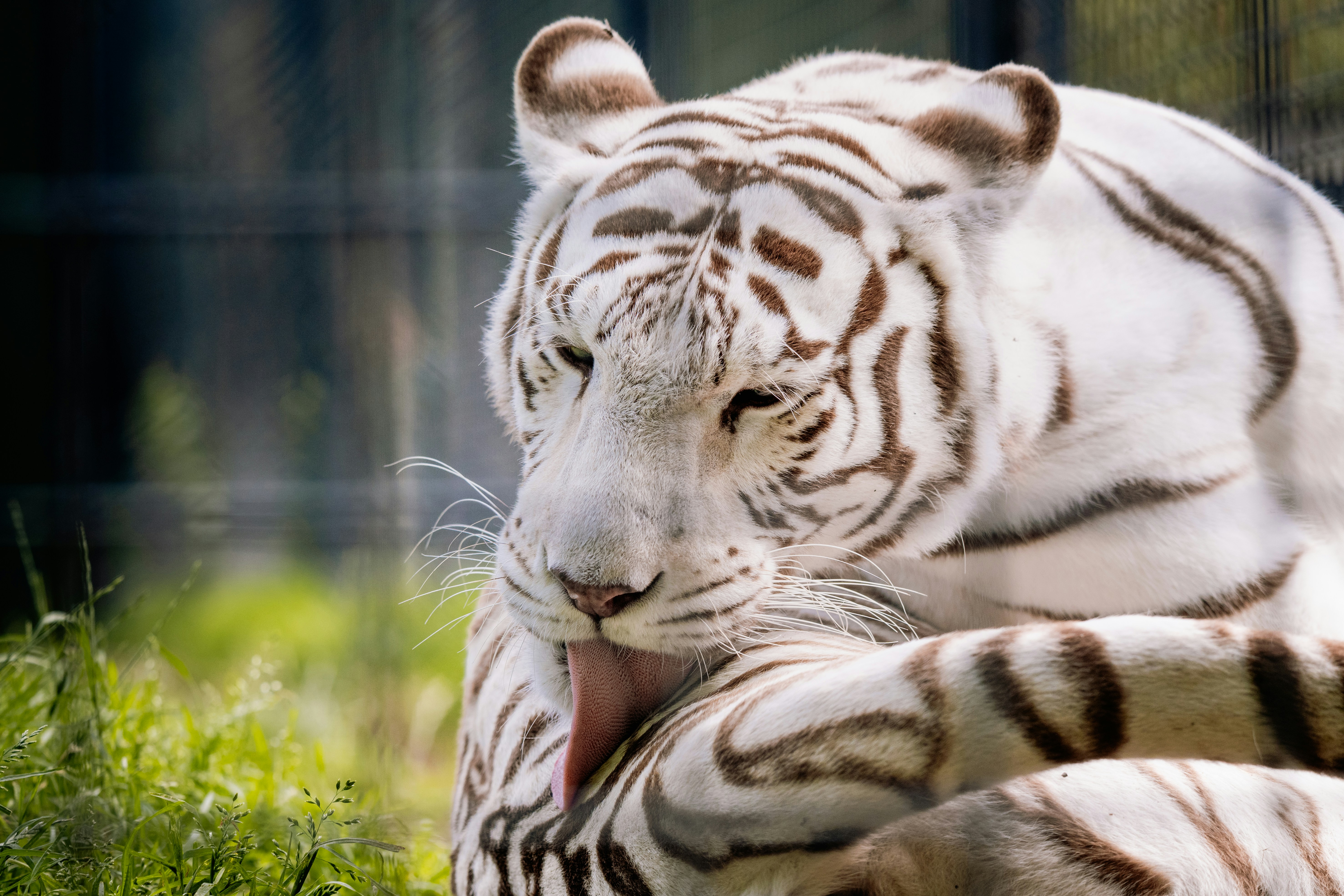 A white tiger licks its paw. photo – Free Lion Image on Unsplash, image size:3000x2000