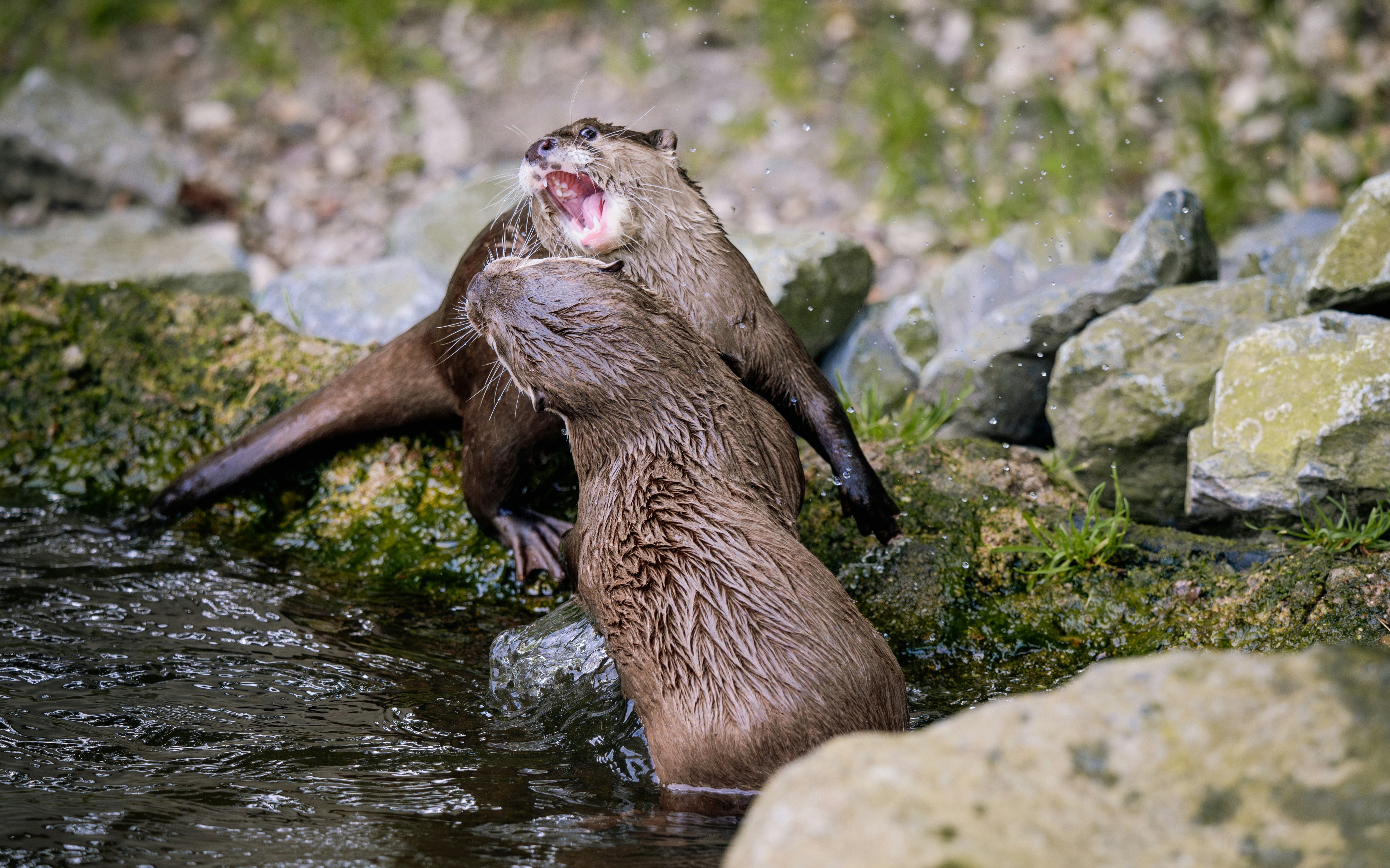 Photo by job_vermeulen