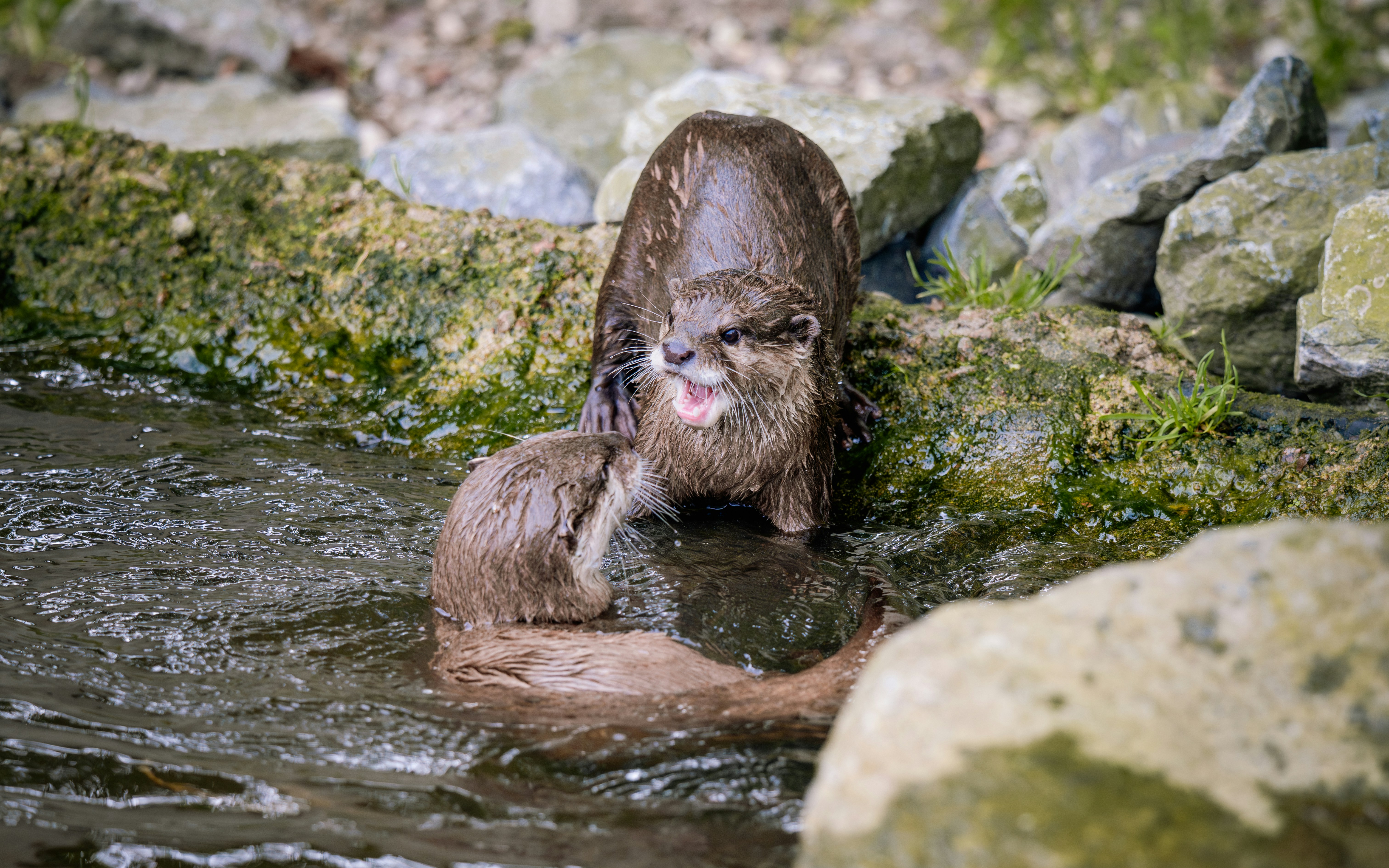 Photo by job_vermeulen