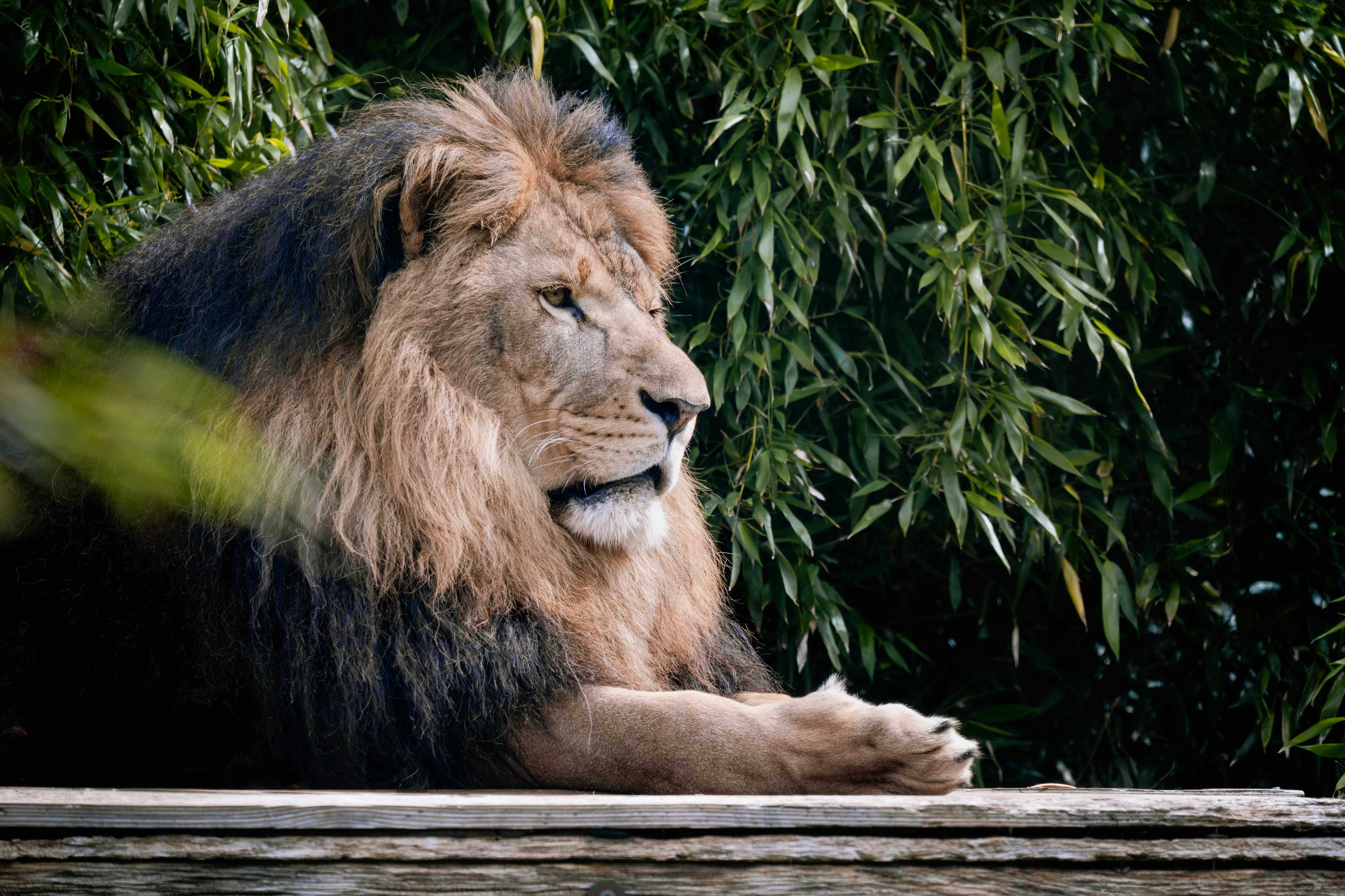 Photo by job_vermeulen