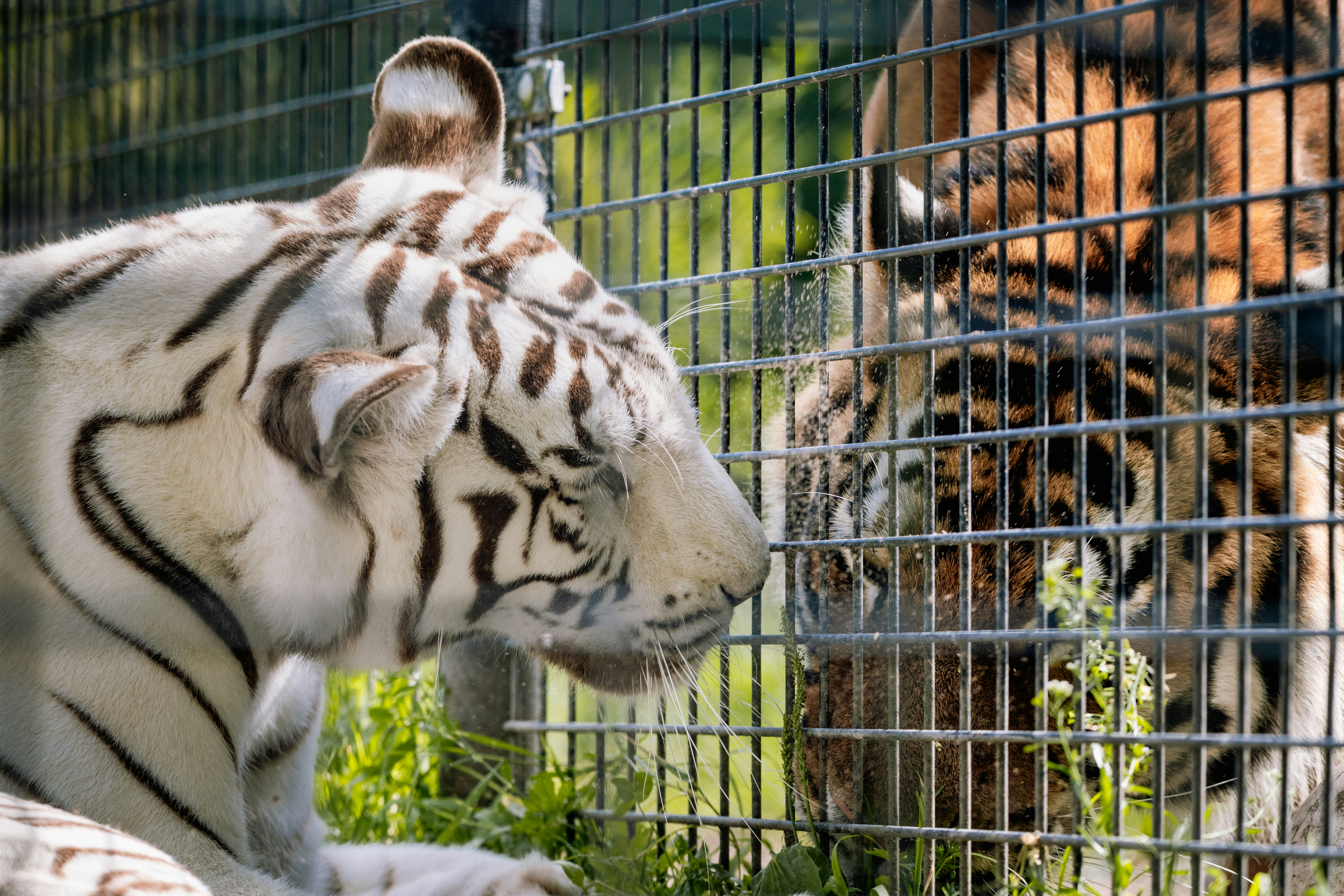 Los tigres blancos y regulares miran a través de una cerca.