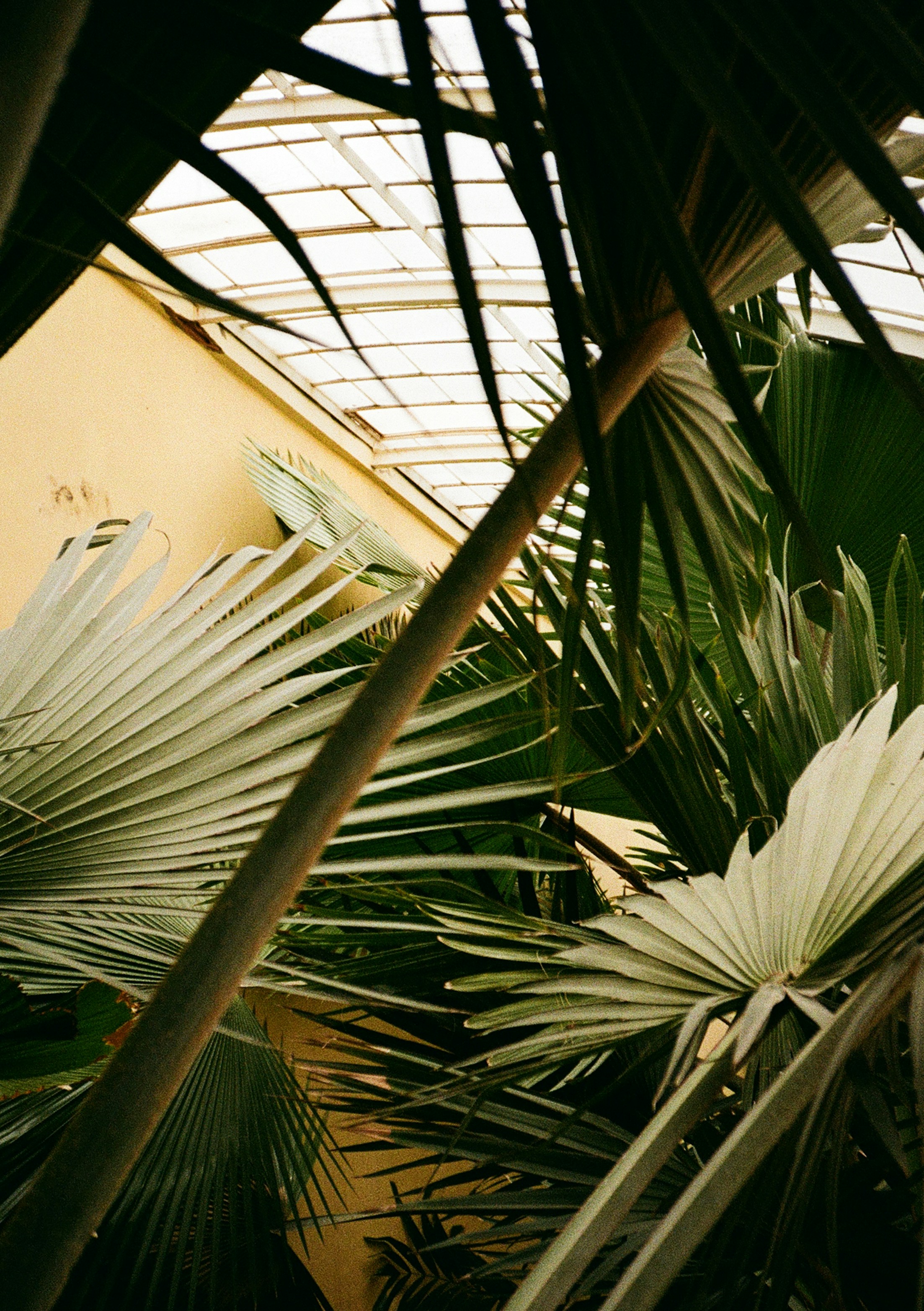 Green leaves and palm trees inside a building.