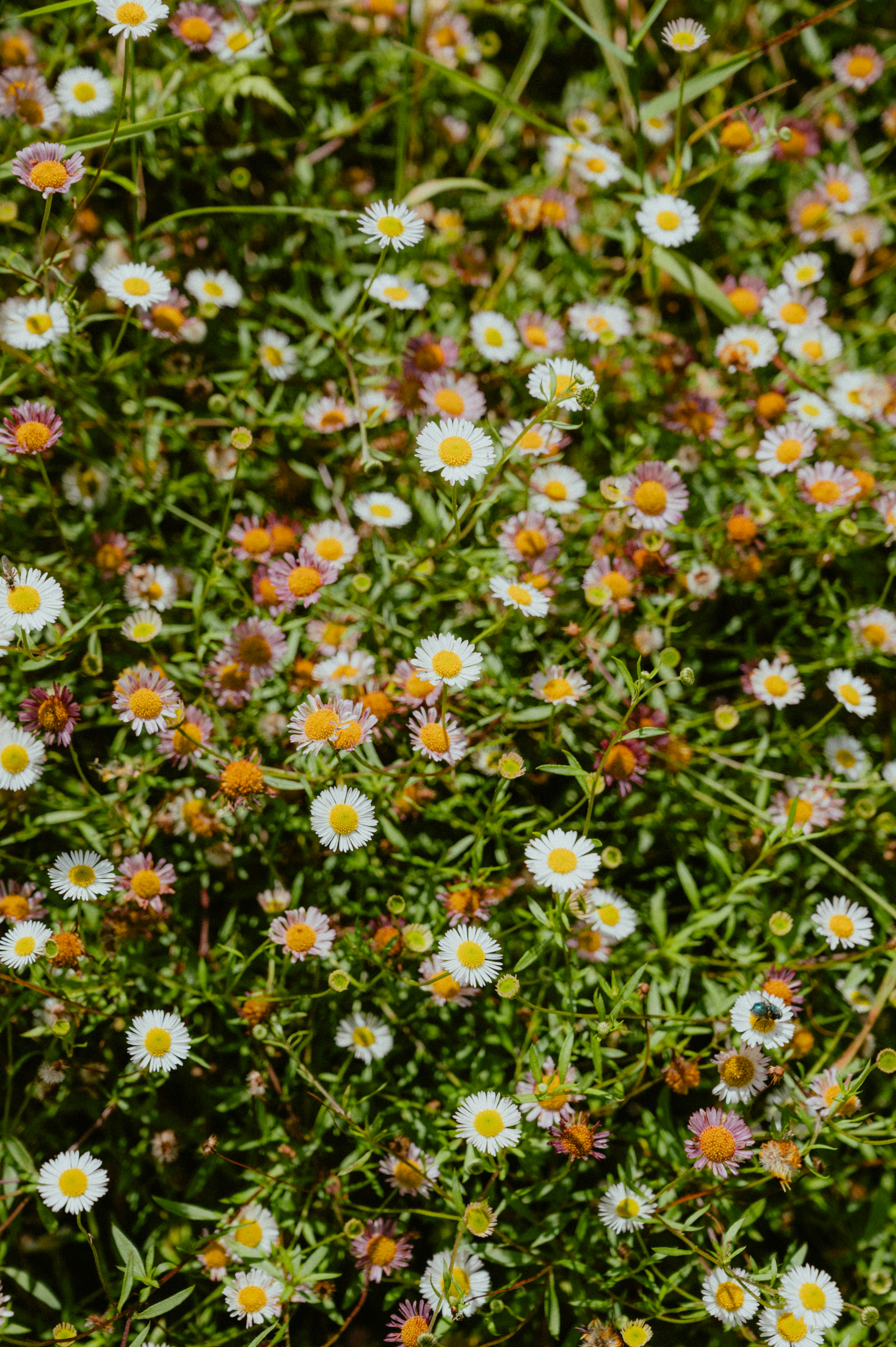 Photo by luca_severin