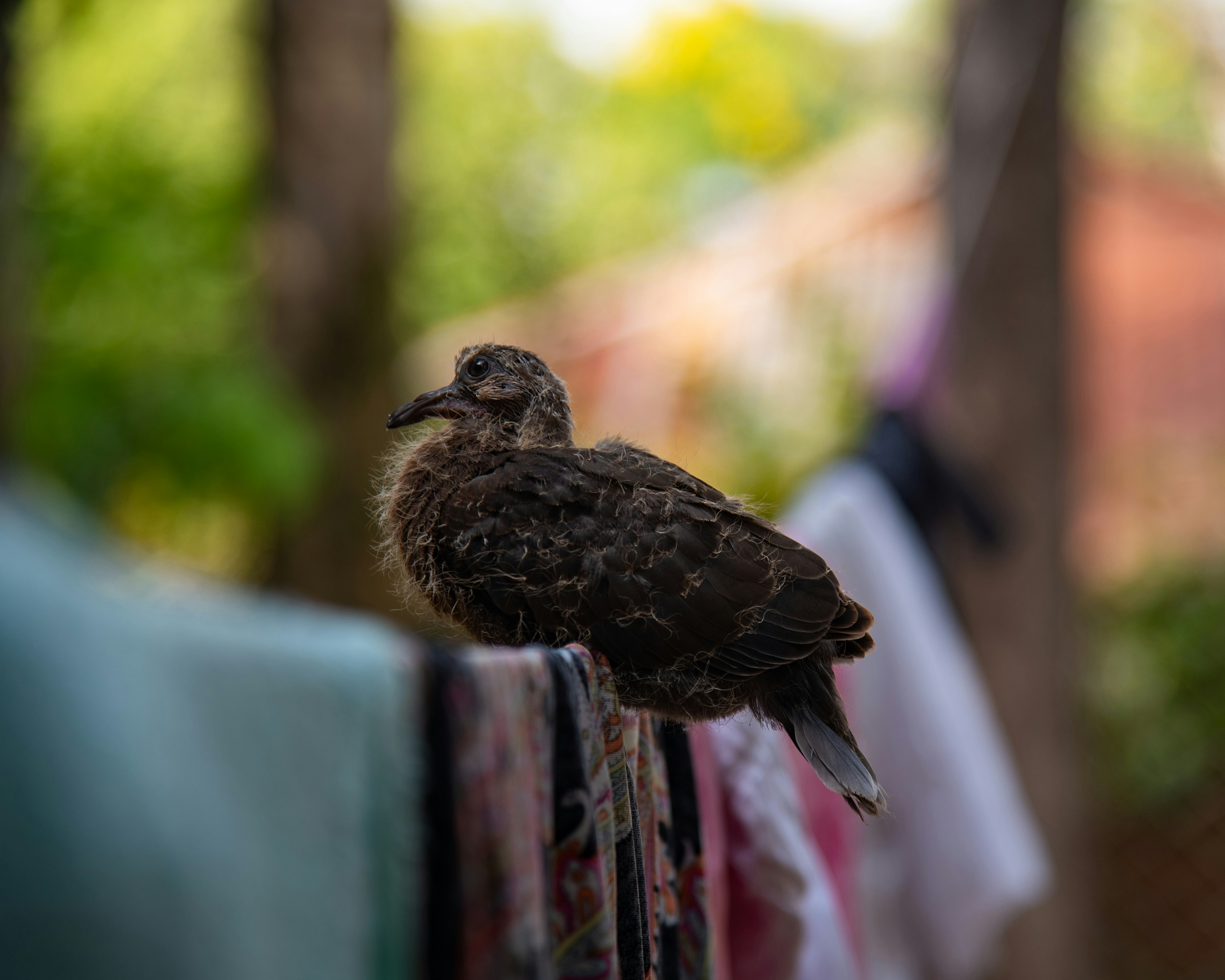 Kisumu, Kenya - None