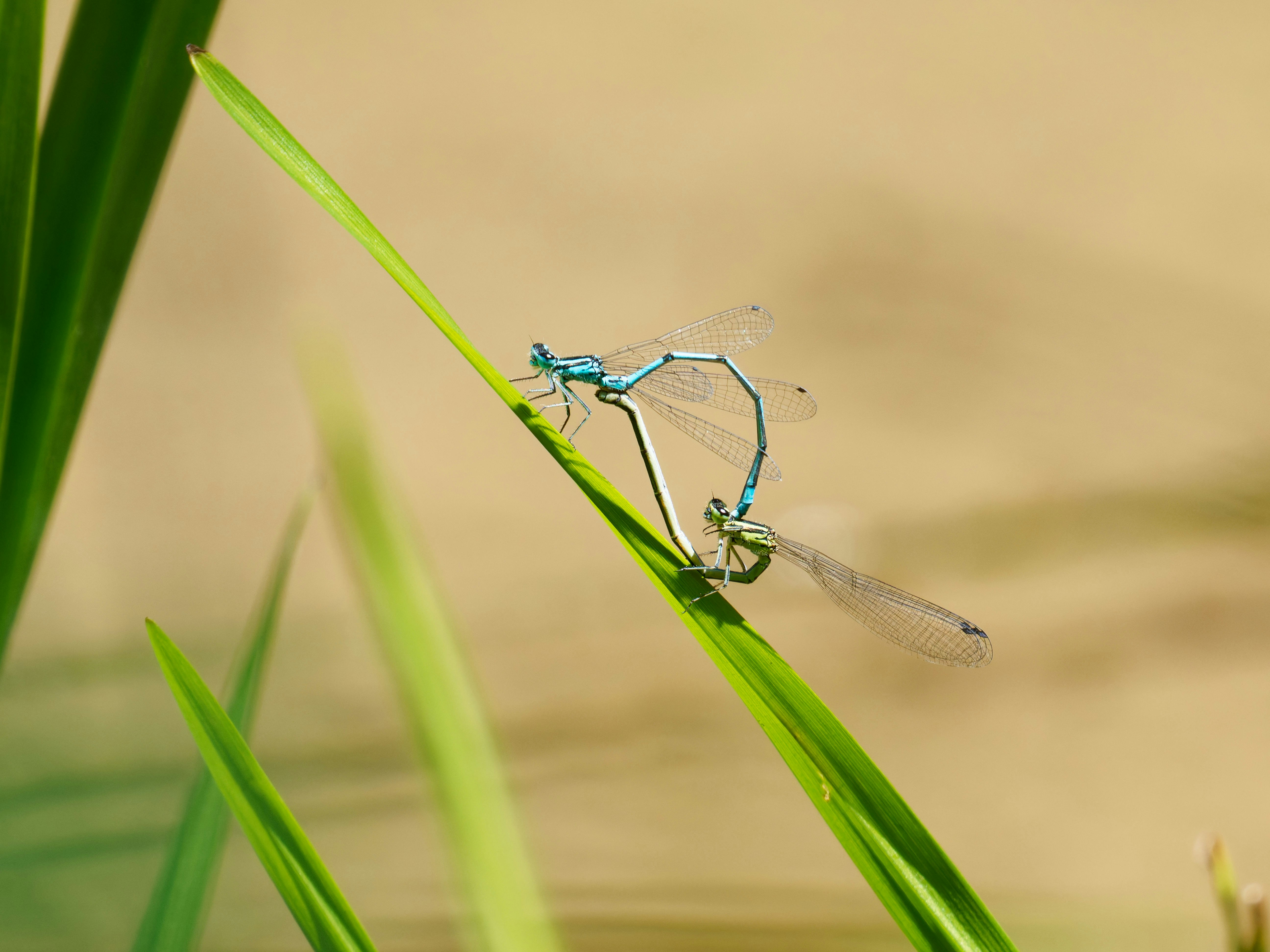 Photo by illes_cristi