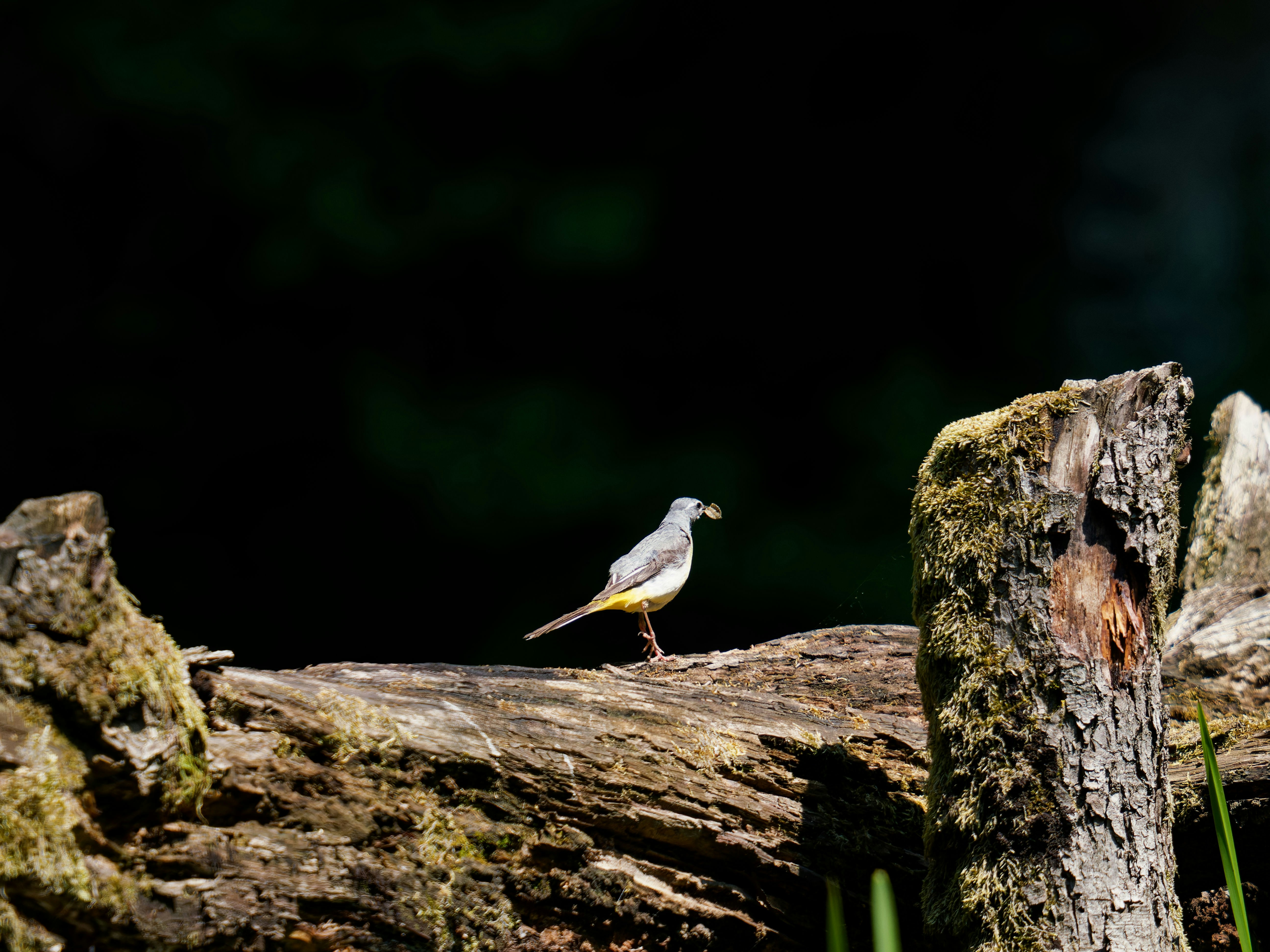 Photo by illes_cristi