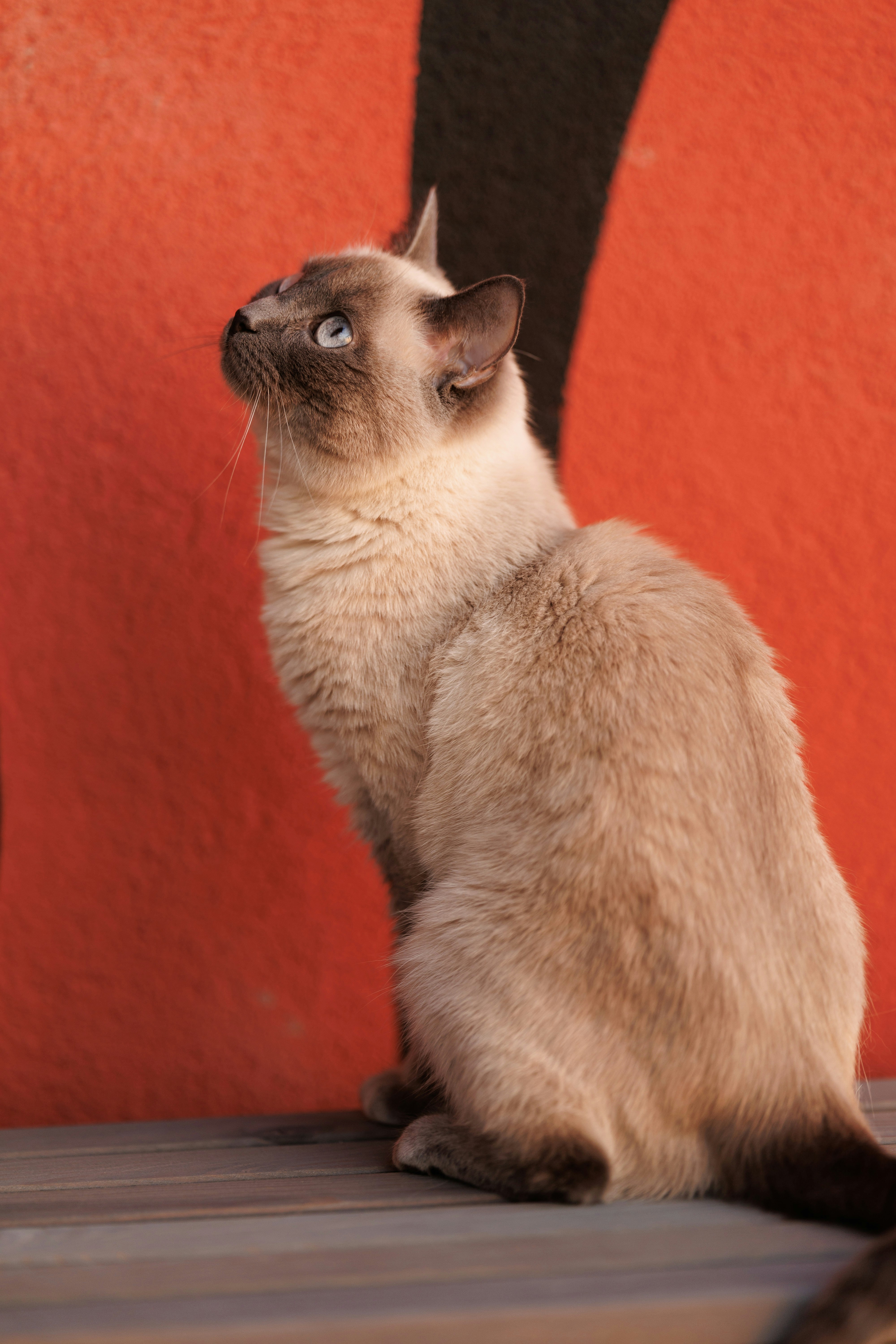 Siamese cat