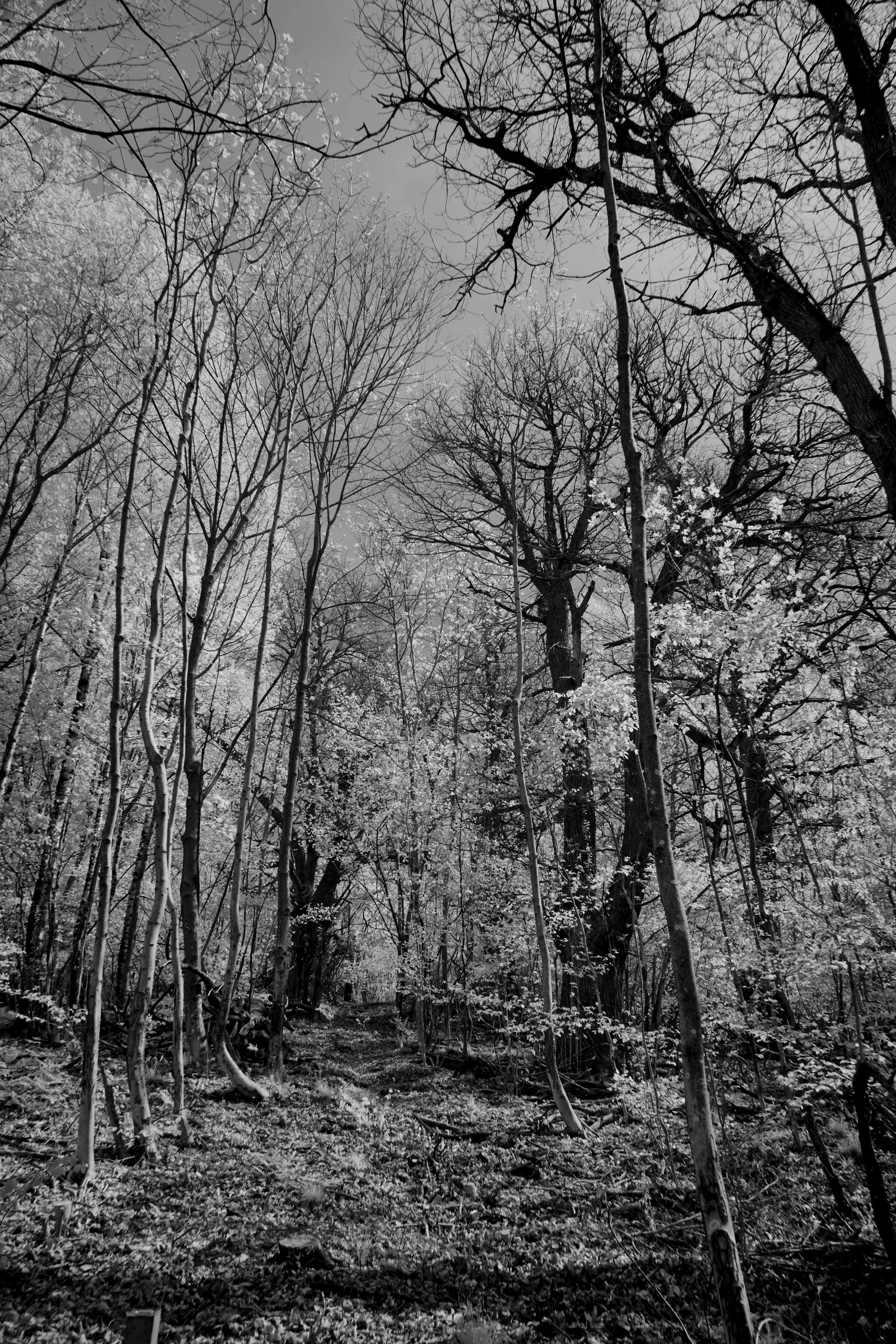 Photo by wolfgang_hasselmann