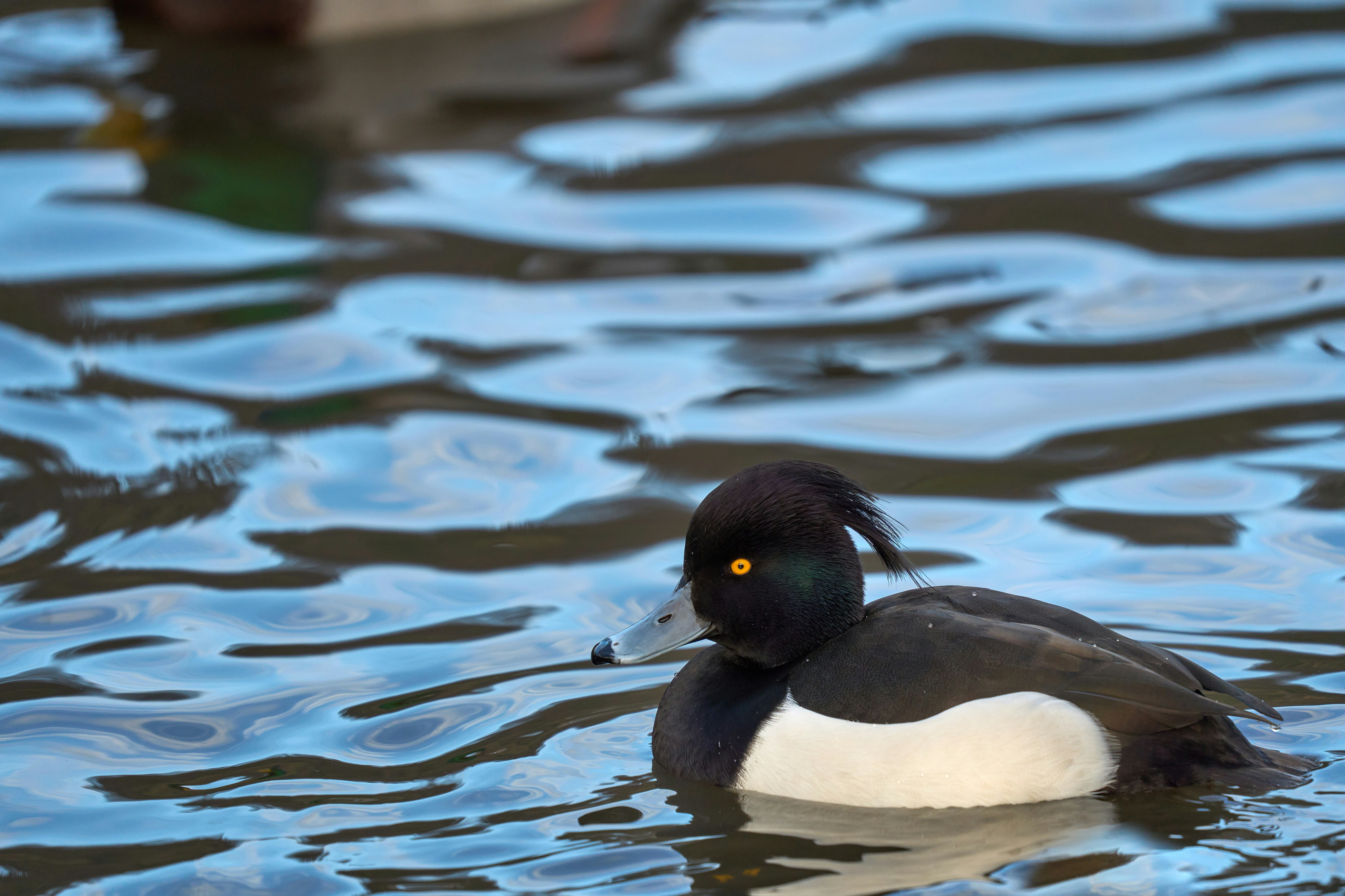 Photo by wolfgang_hasselmann