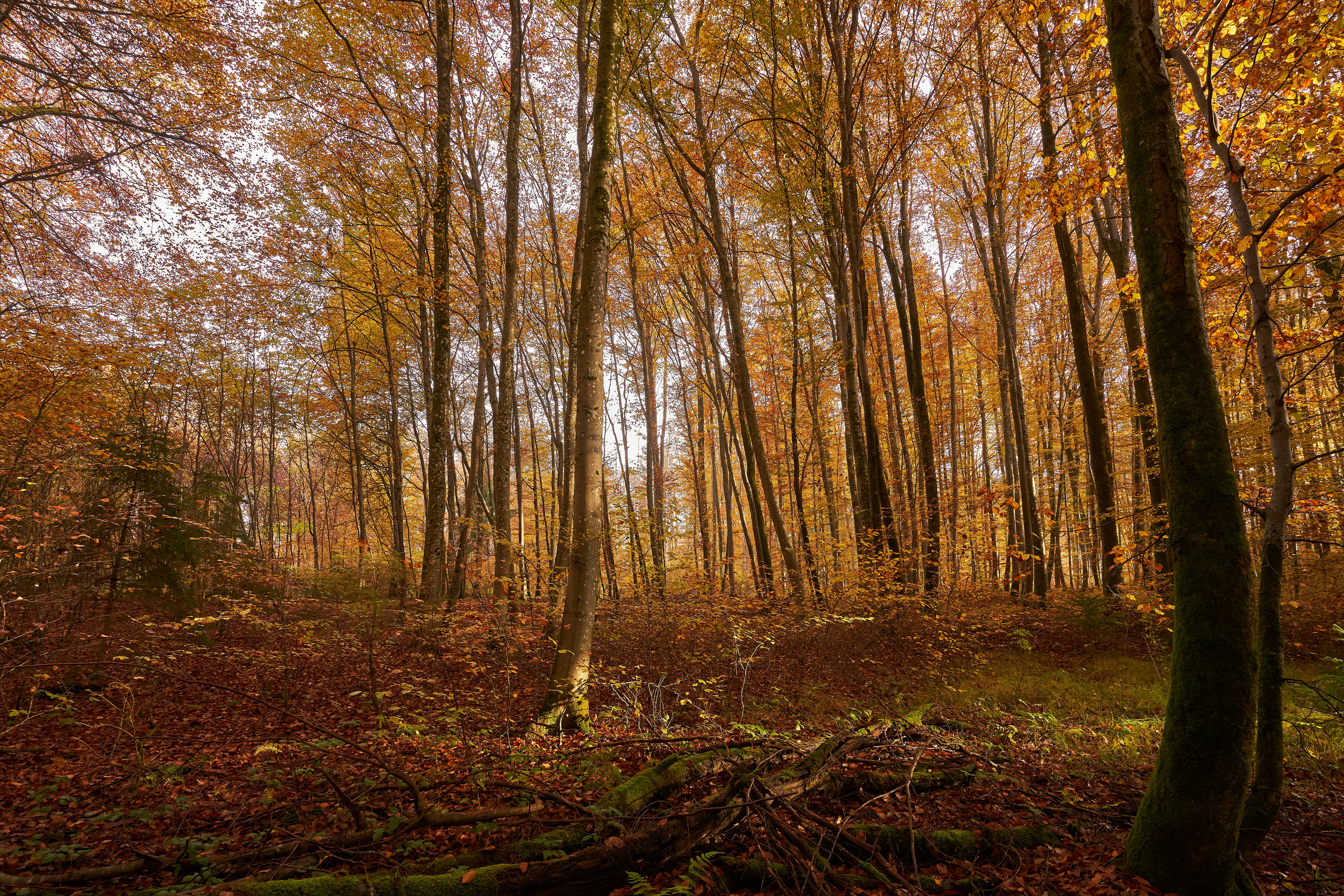 Photo by wolfgang_hasselmann