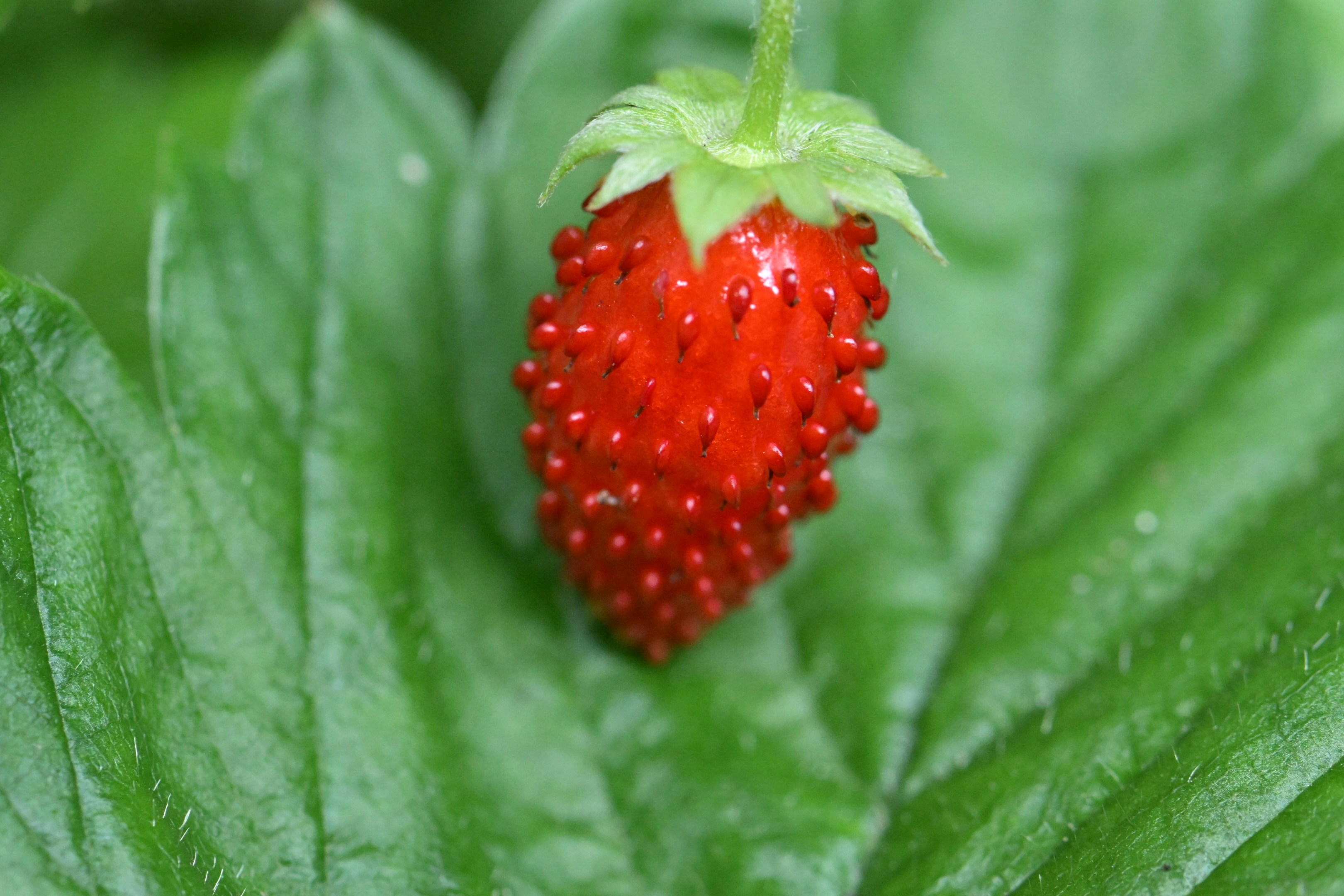 A ripe strawberry sits atop a green leaf.