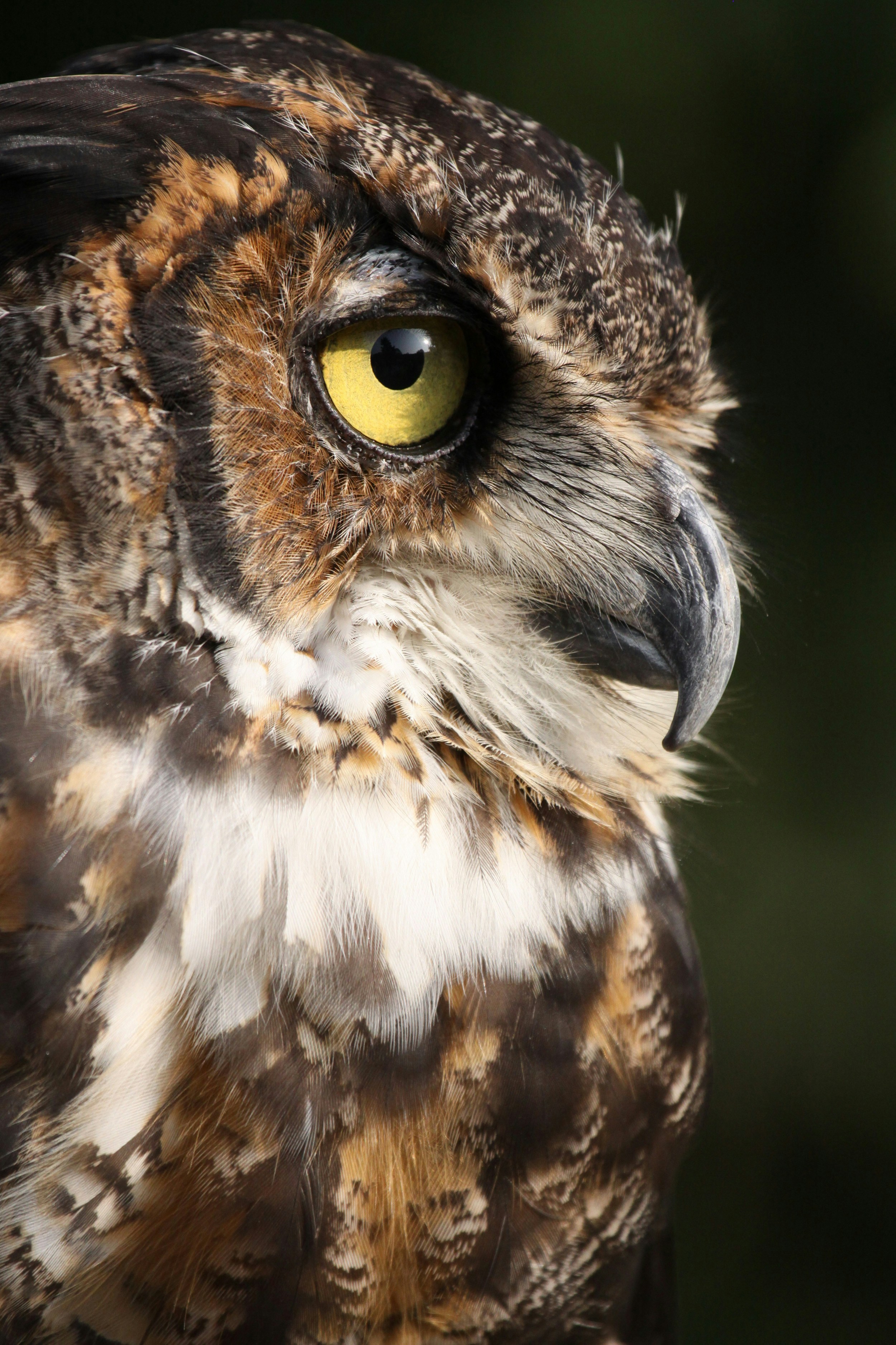 올빼미의 얼굴 클로즈업. 사진 – Unsplash의 무료 이미지, image size:3000x4500