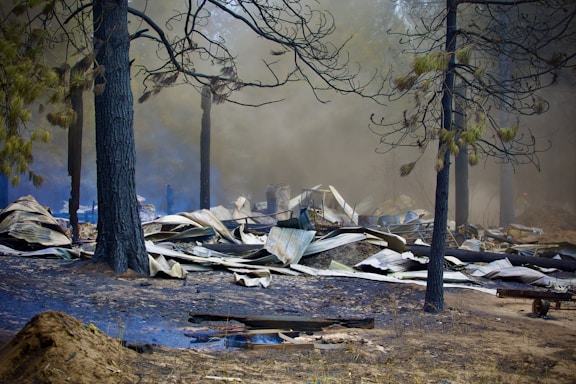 A forest fire left behind destruction and smoke.
