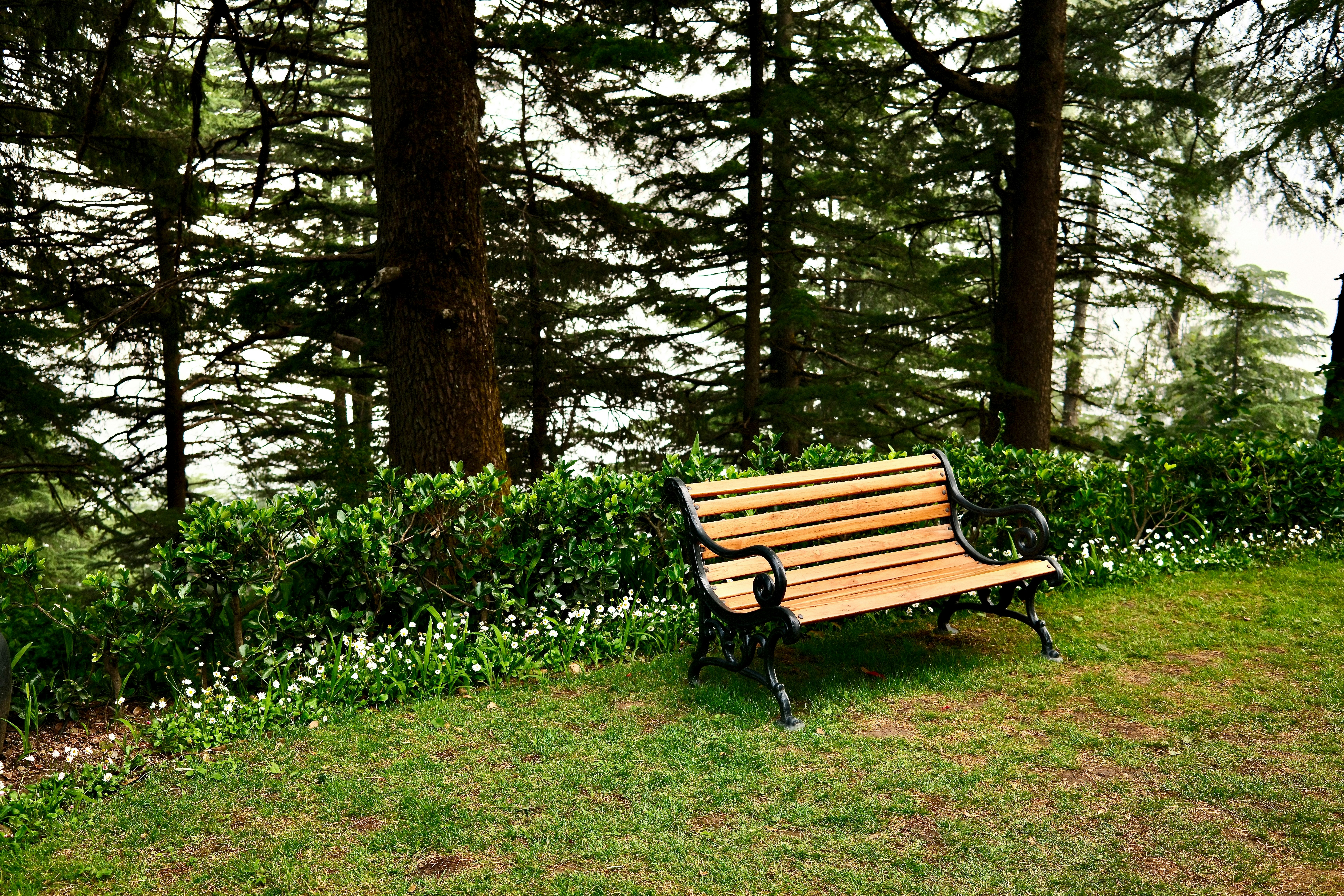 A wooden bench sits in a peaceful forest.