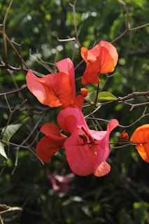 Vibrant orange bougainvillea flowers bloom beautifully.